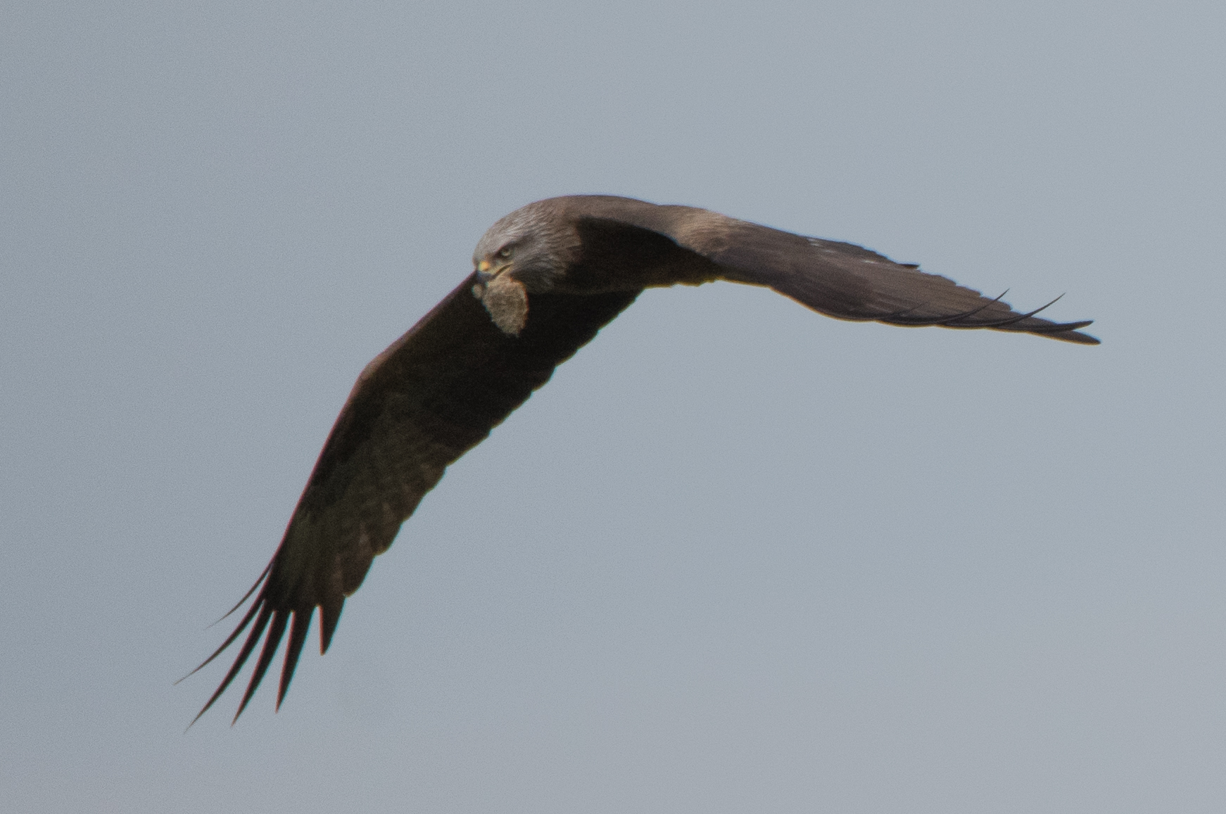Black kite
