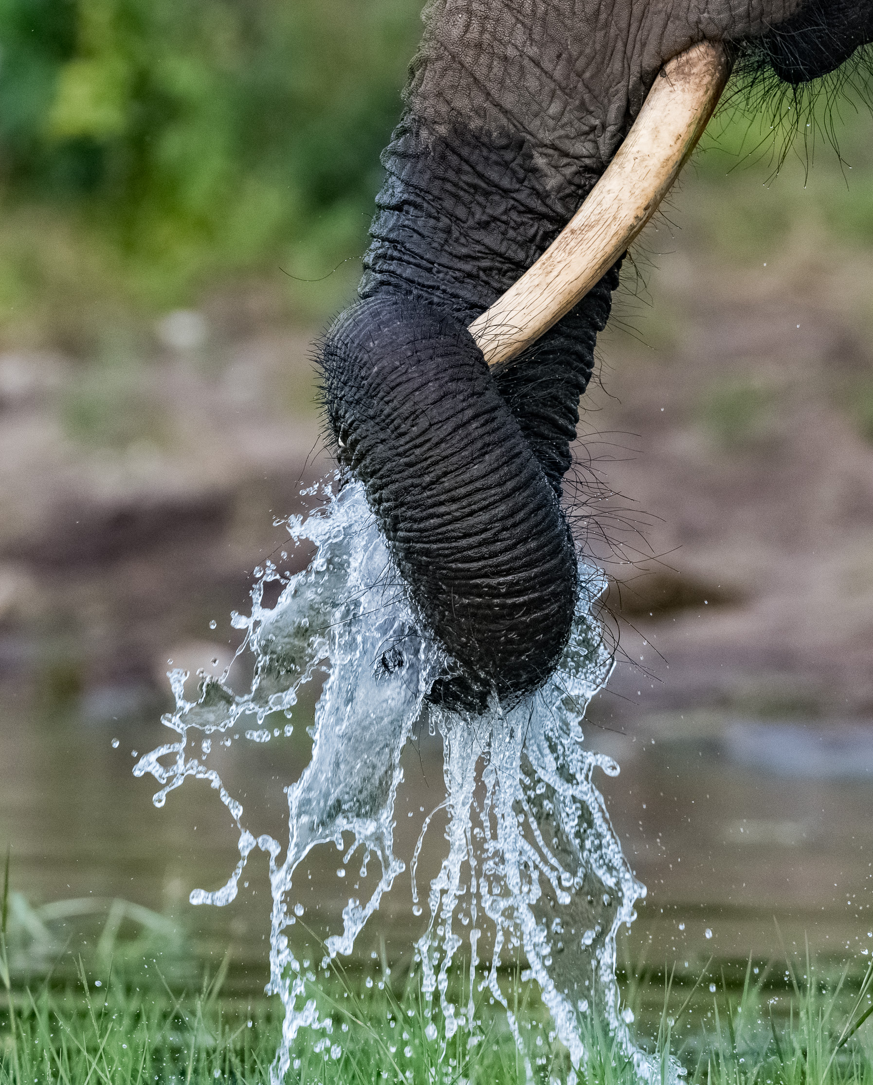 Elephant Waterfall