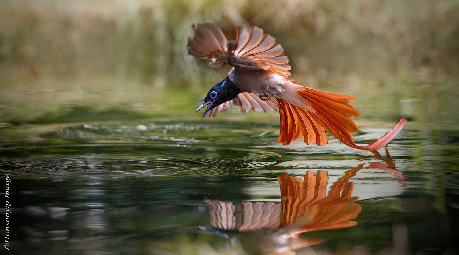 Terpsiphone paradisi _2