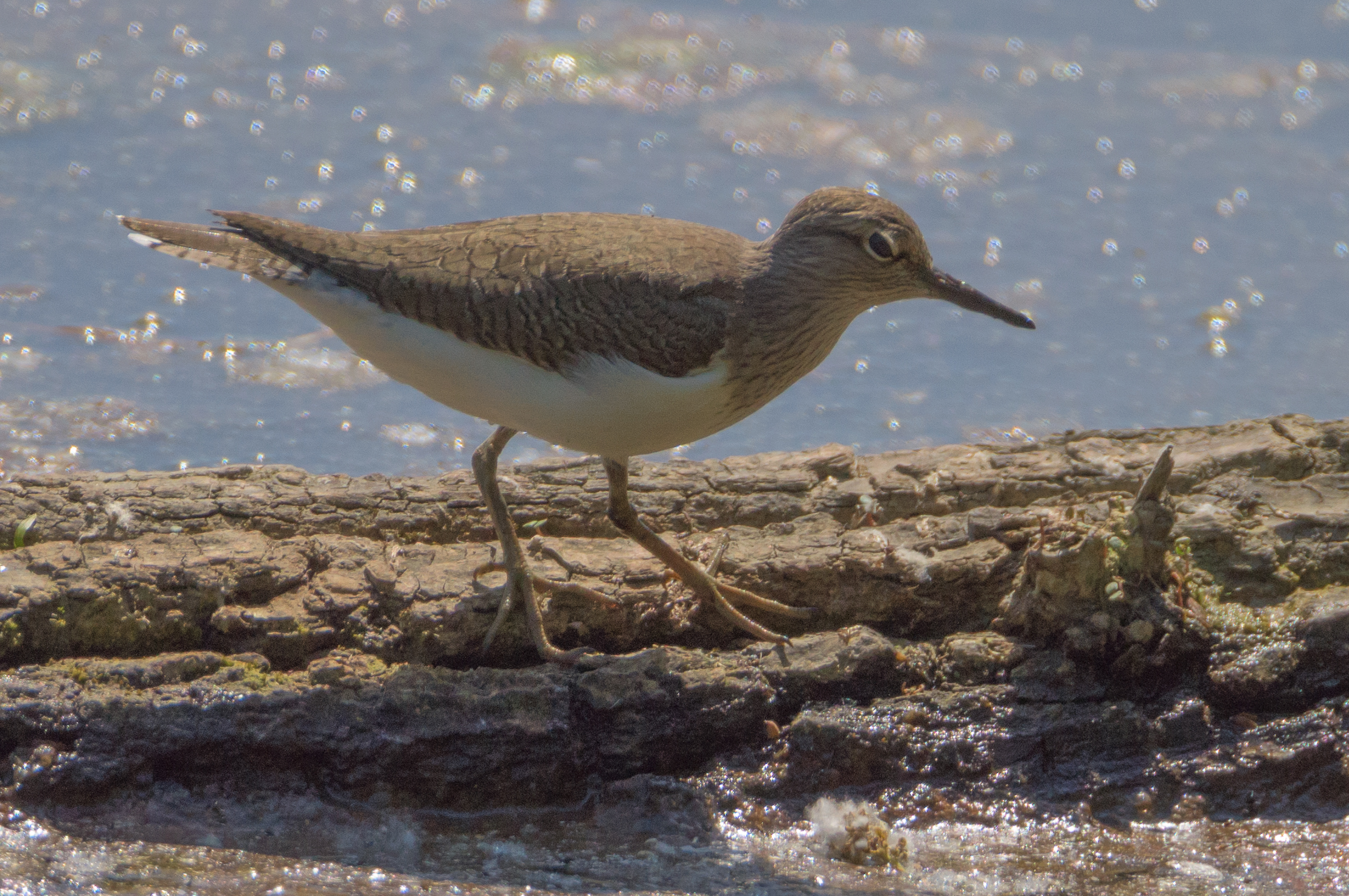 Sandpiper