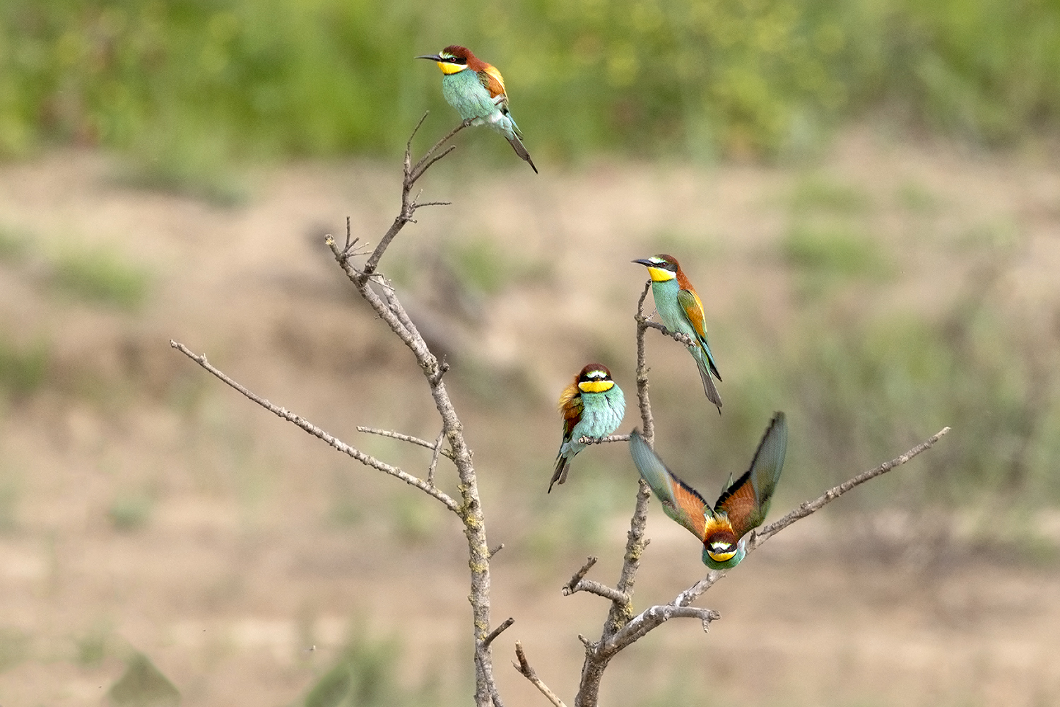 L'albero dei gruccioni.