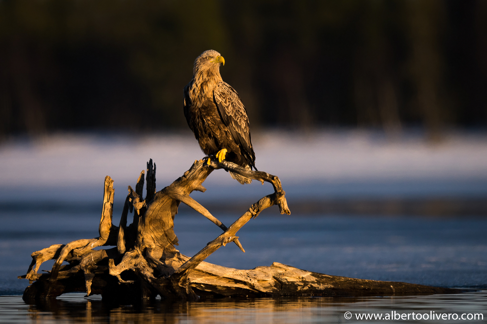 White tailed eagle