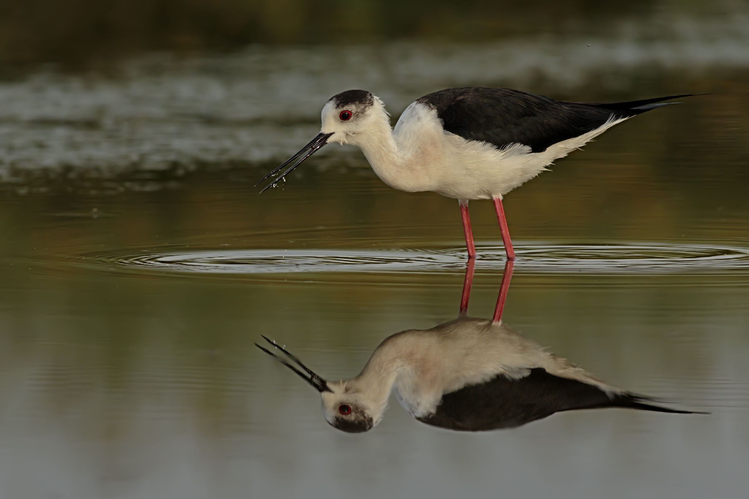 First Knights of Italy 2018