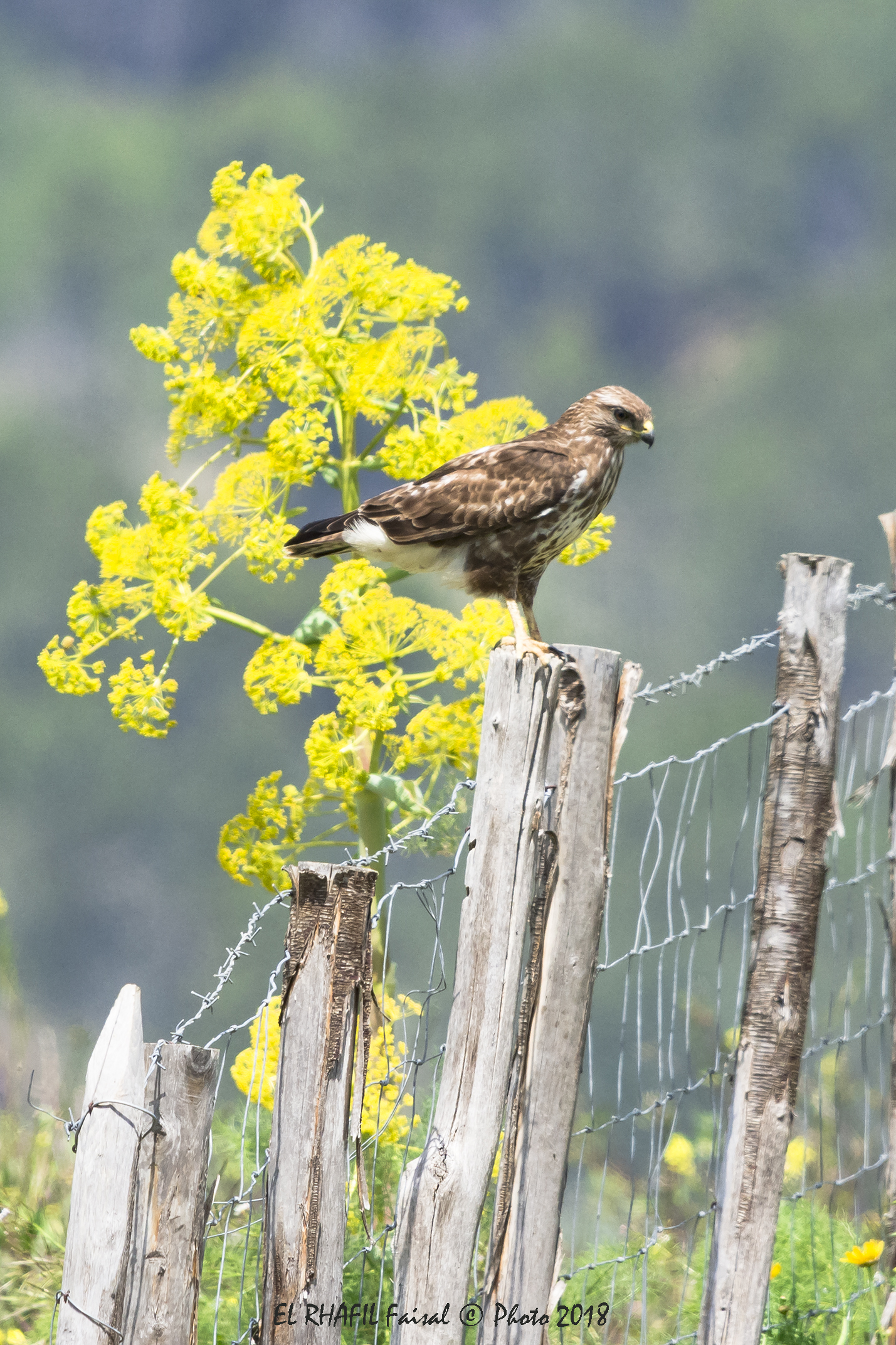 Buzzard (buteo buteo)