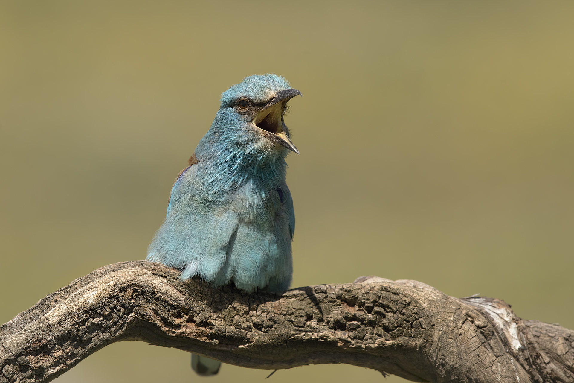 European roller Coracias garrulus female