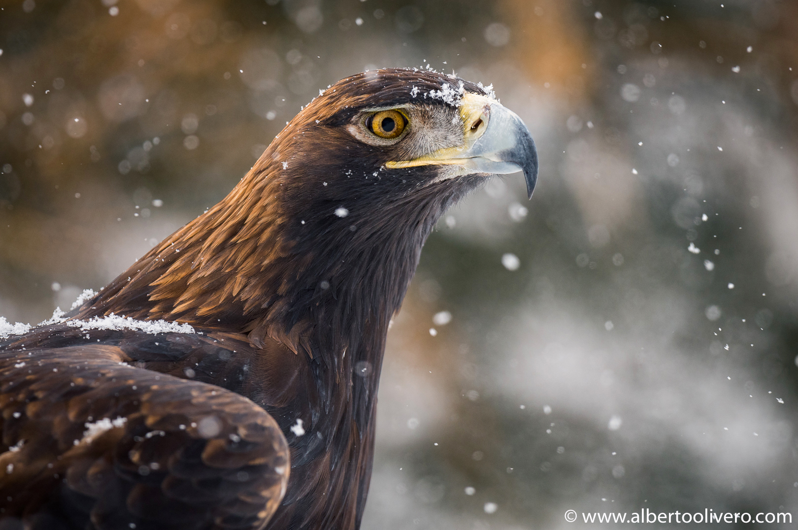 Golden Eagle