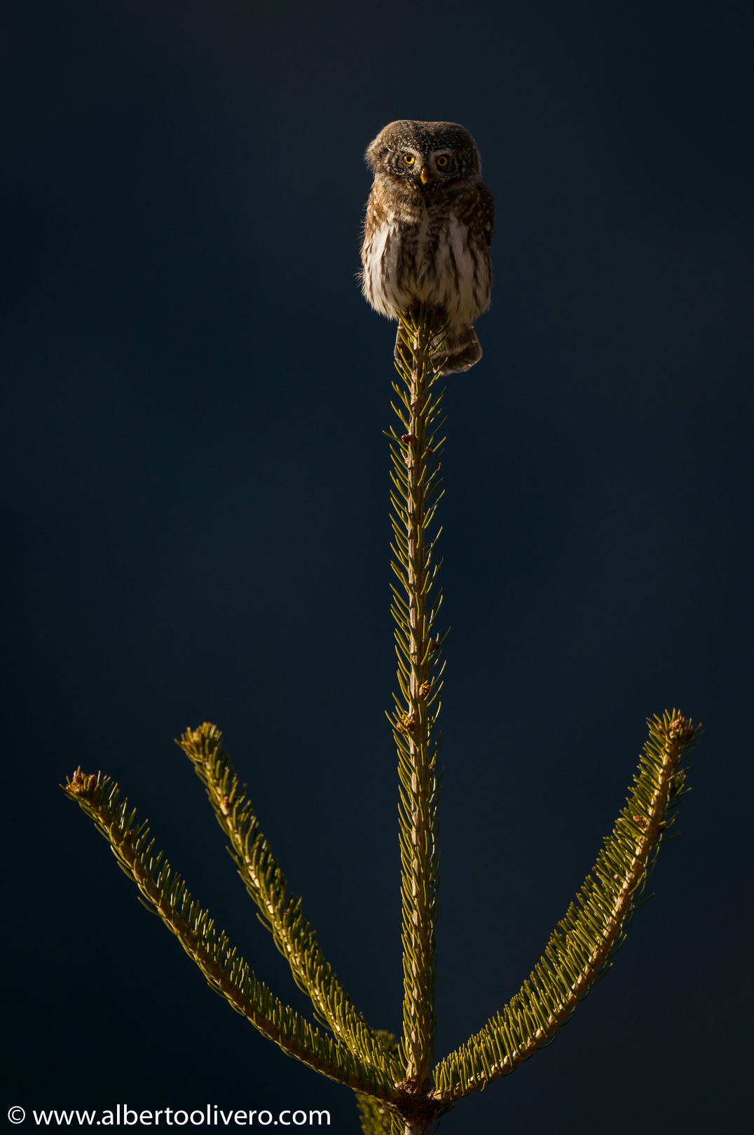 Eurasian Pygmy owl