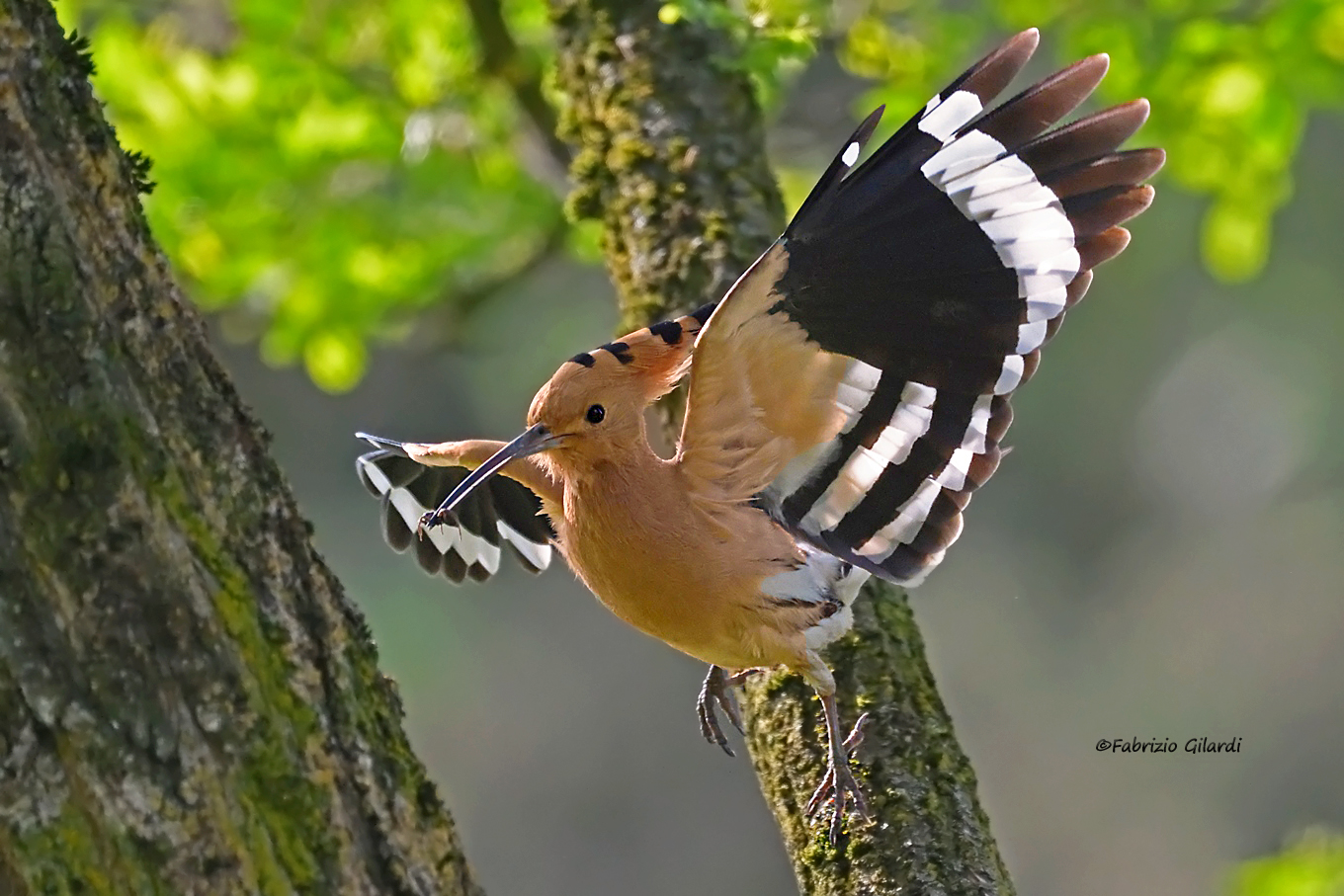 Upupidae (Hoopoe)