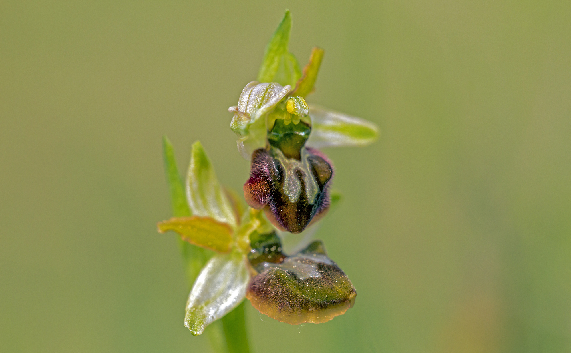Ophrys araneola (Sphegodes)