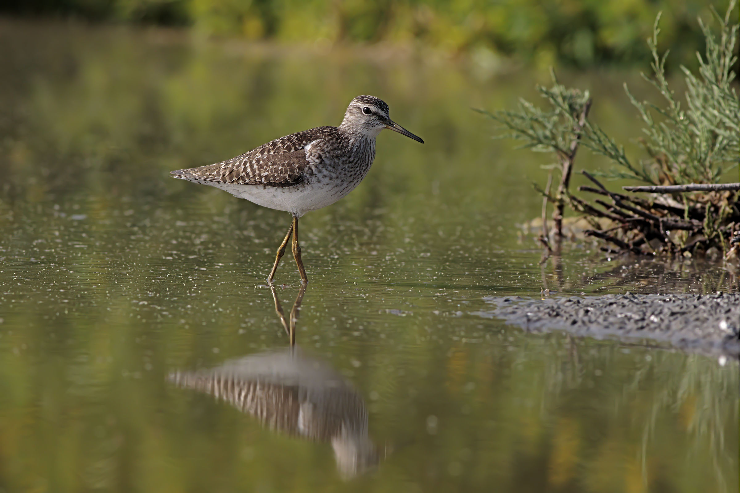 Piro Piro Boschereccio