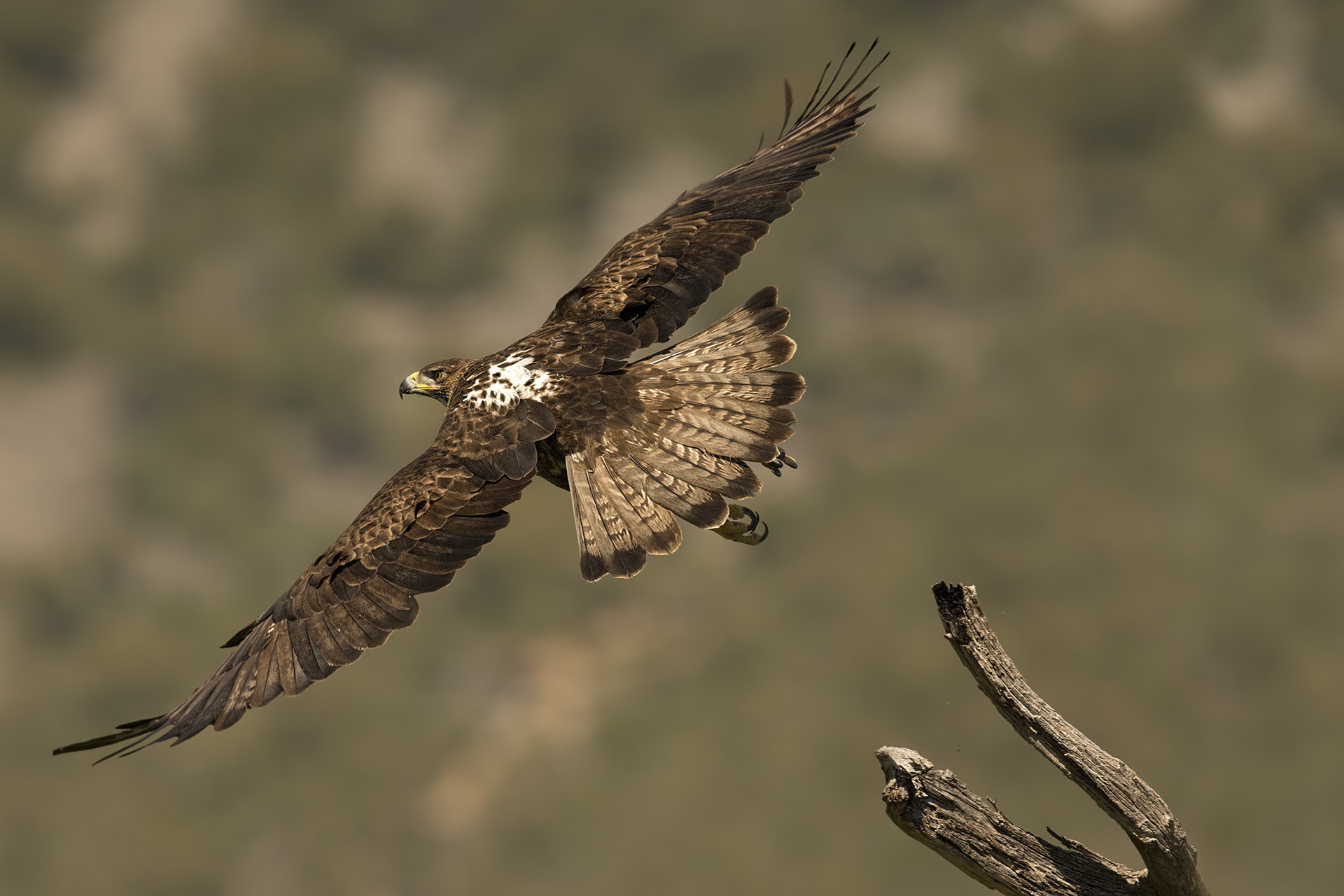 Aquila del bonelli femmina (Aquila fasciata)