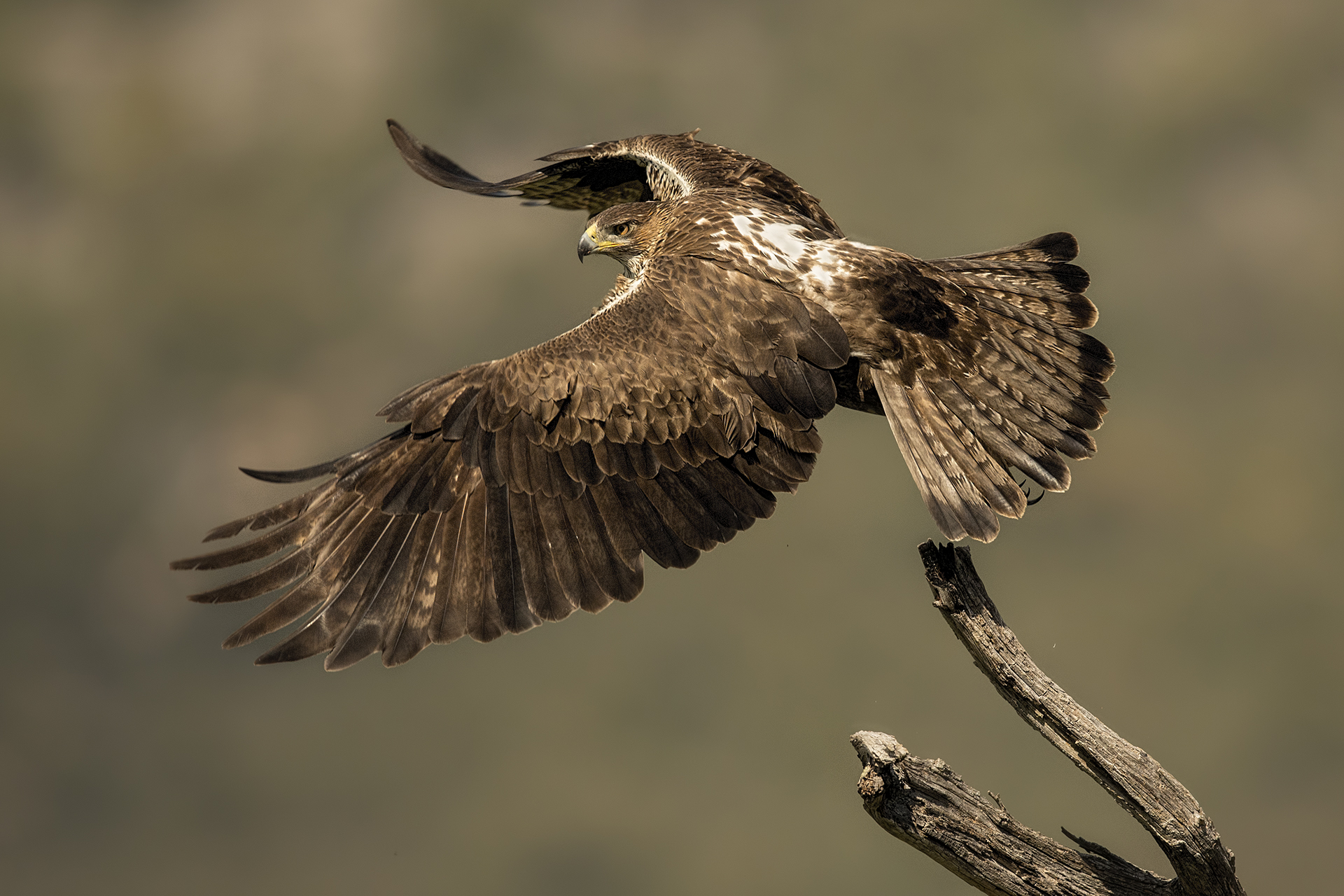 Aquila del bonelli femmina (Aquila fasciata)