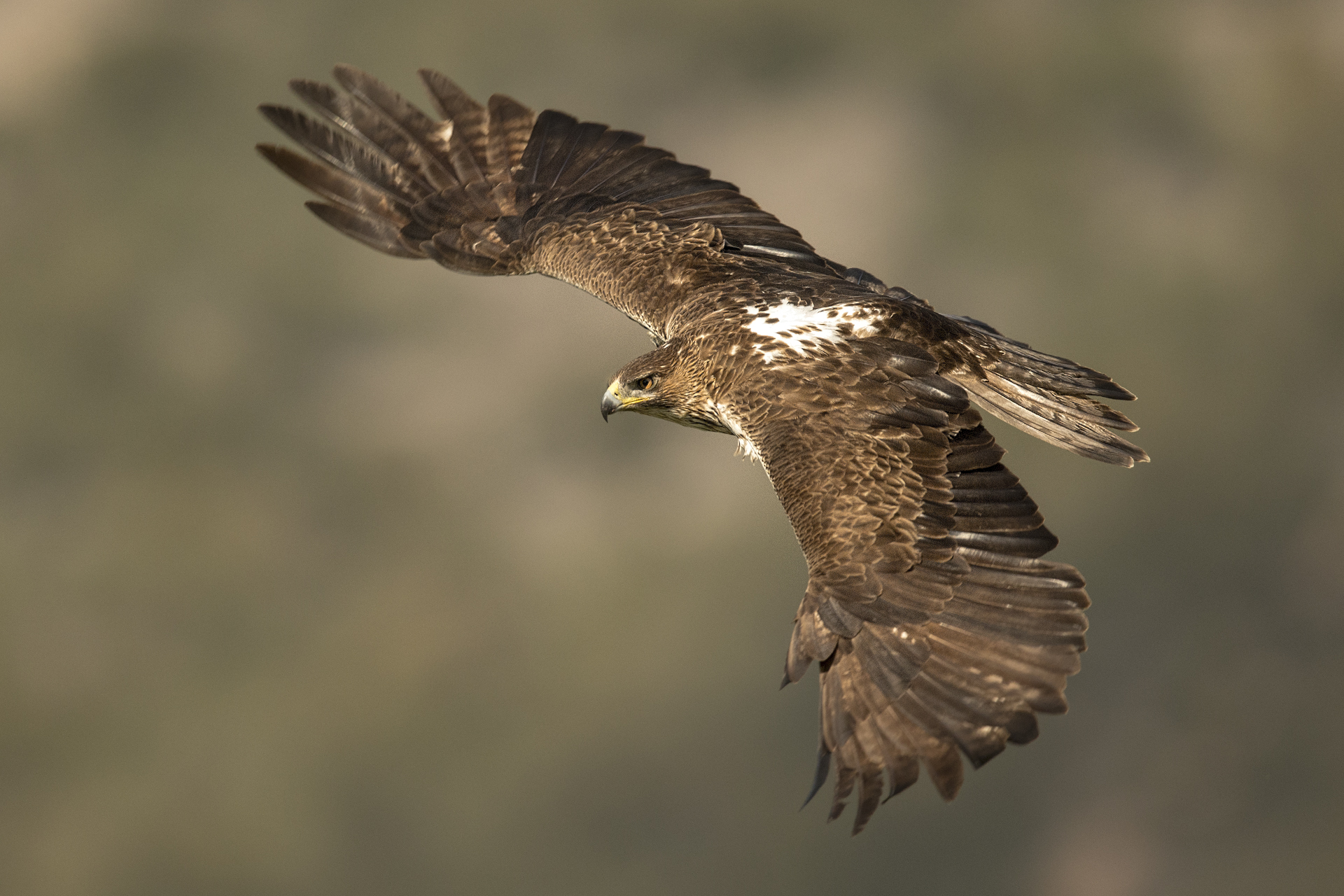 Aquila del bonelli femmina (Aquila fasciata)