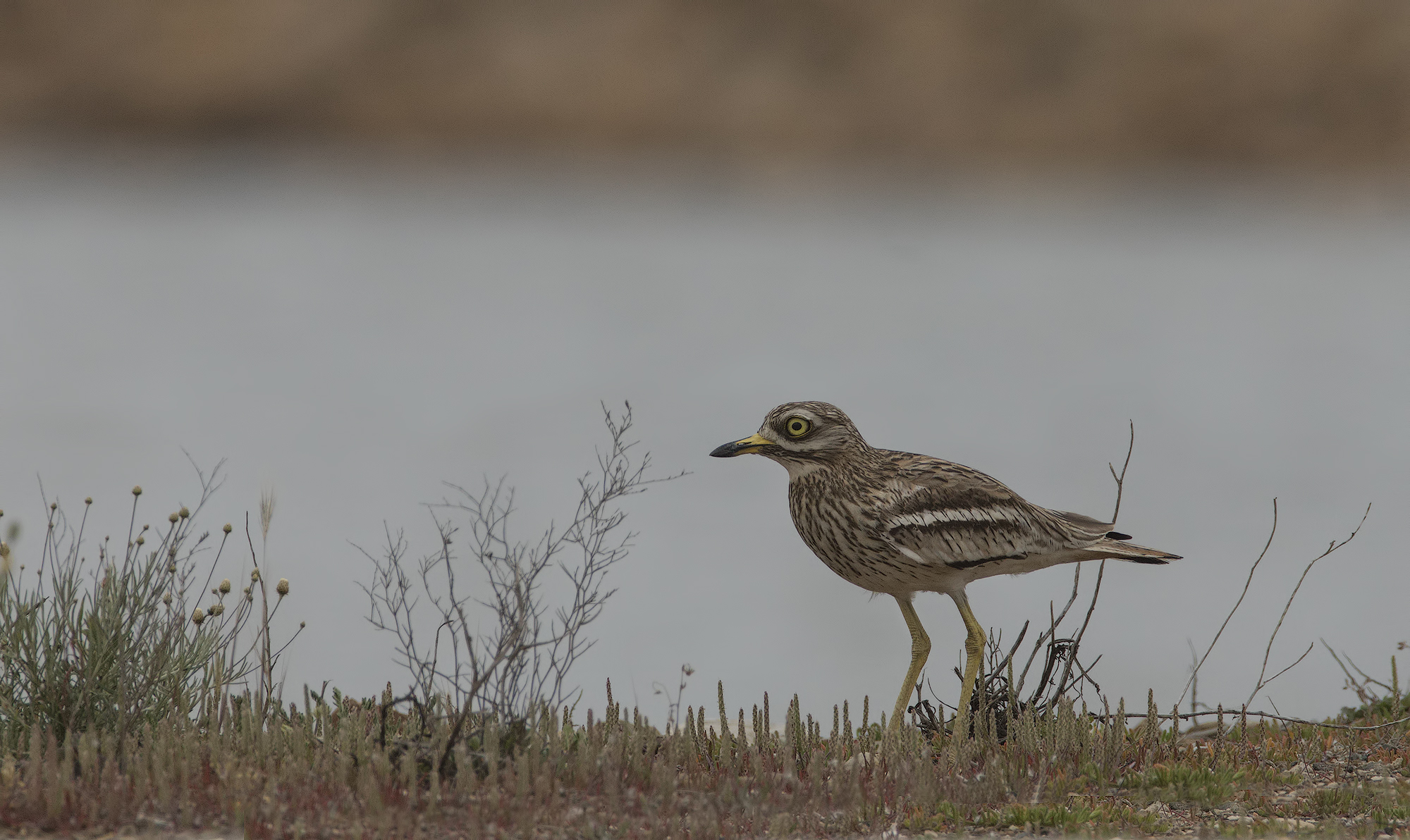 stone curlew (burhinus oedicnemus....la evening