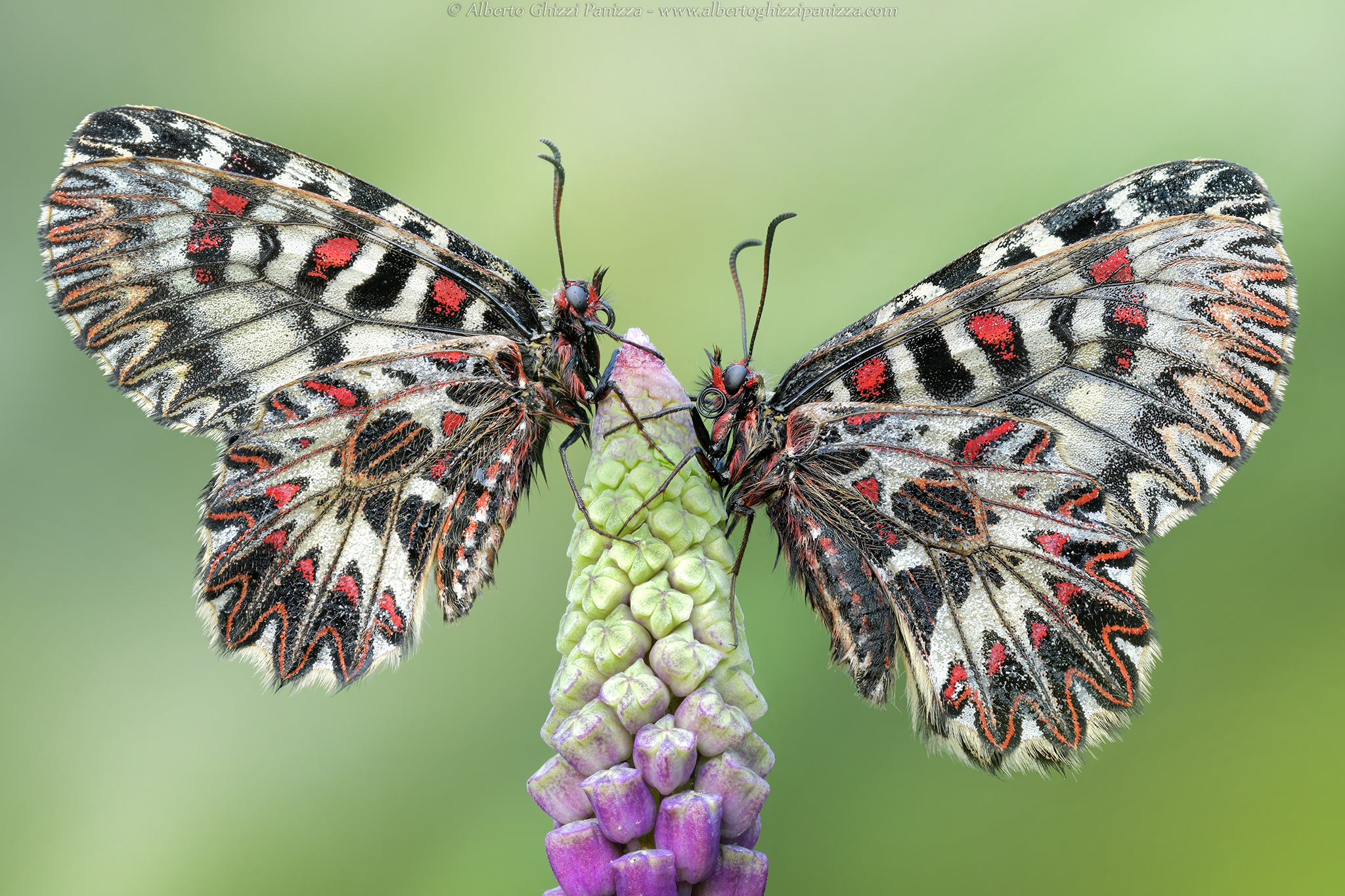 Due splendide zerynthie polyxene