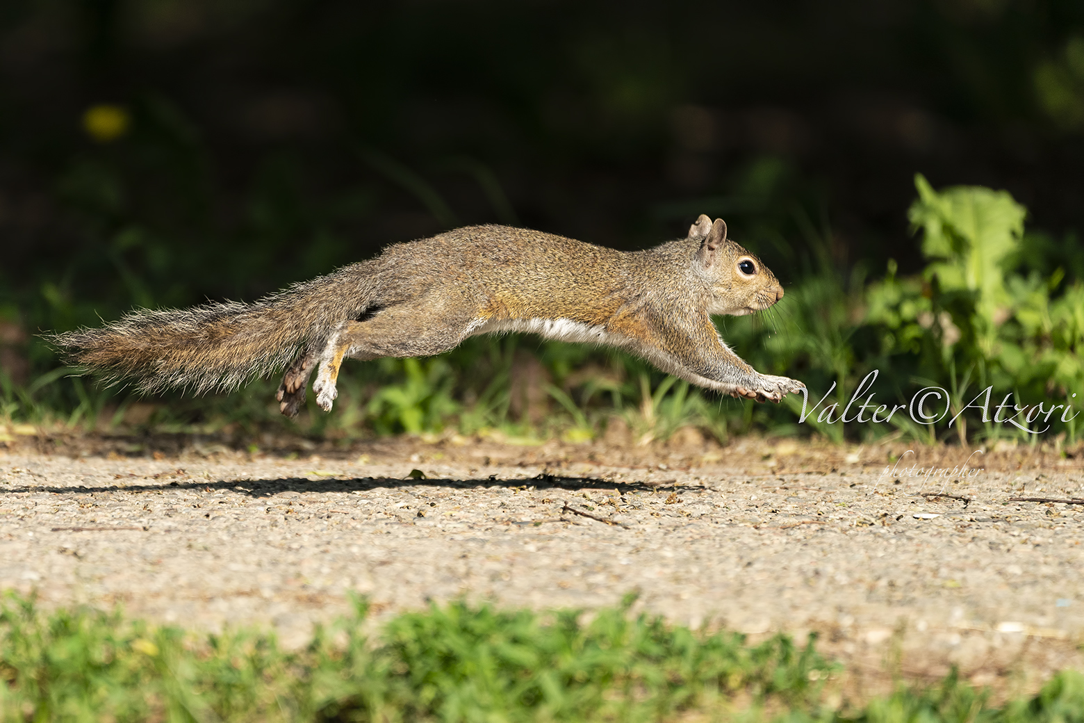 salto dello Scoiattolo grigio