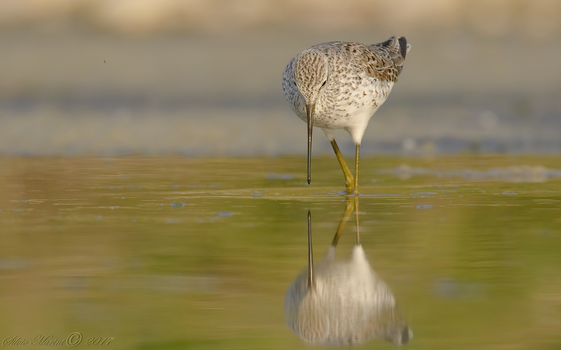 Albastrello (Tringa stagnatilis)
