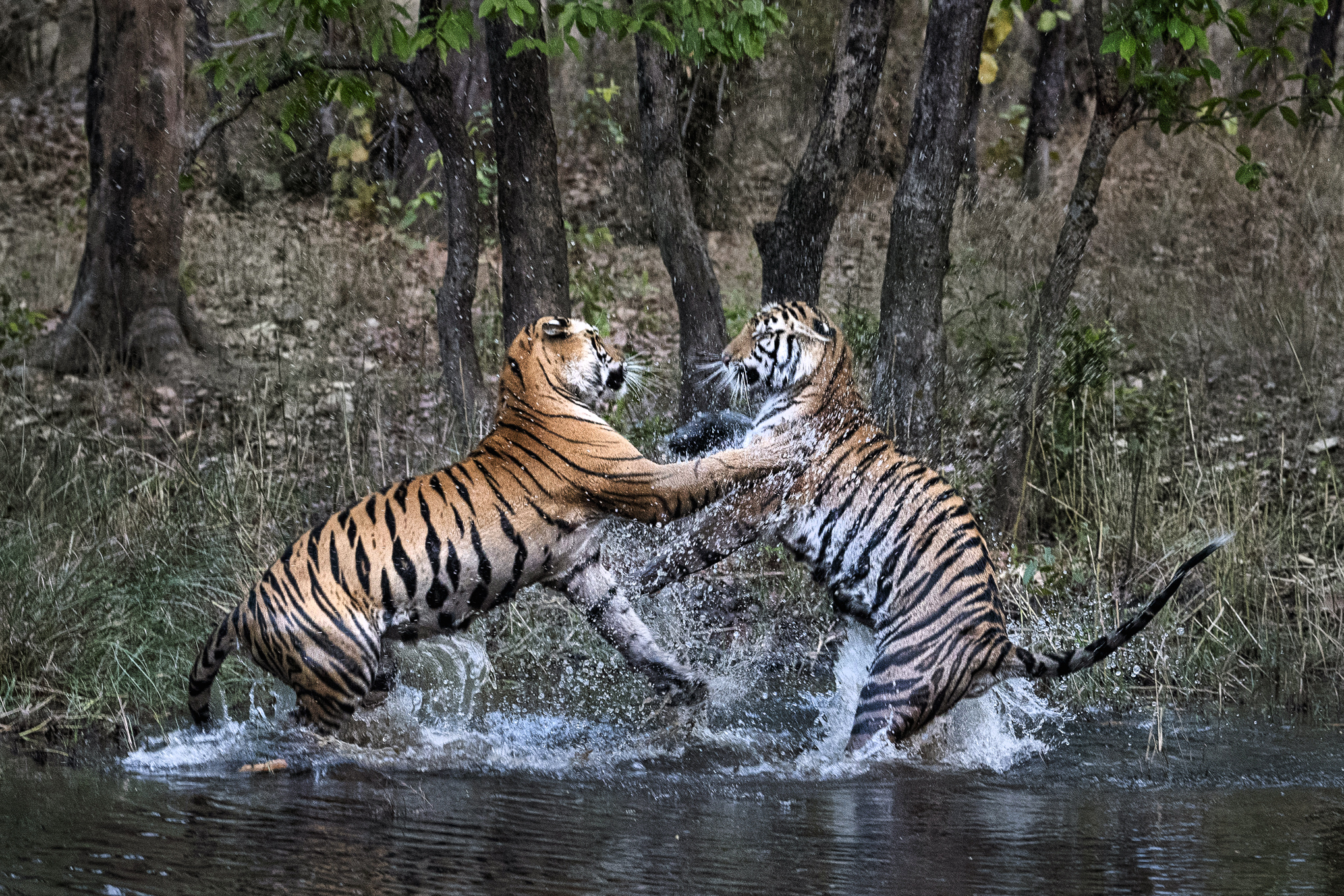 TIGER vs TIGER