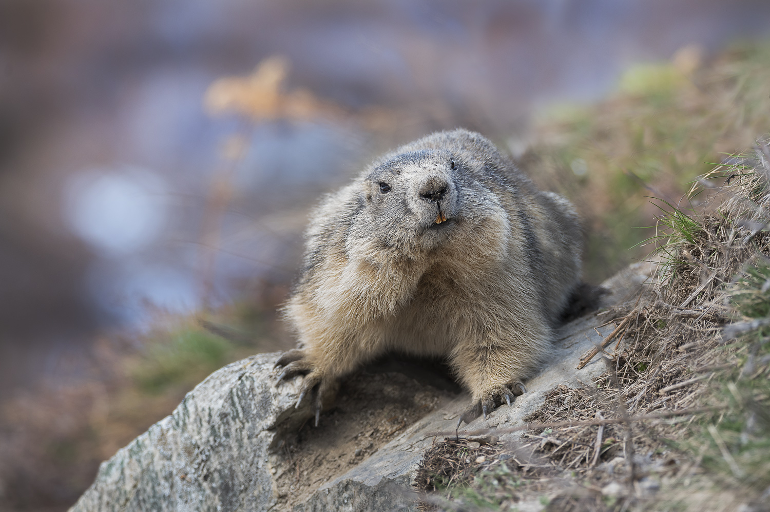 Woodchuck