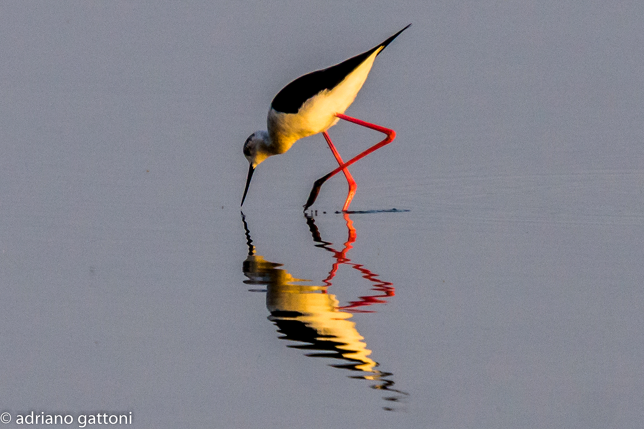 Cavaliere d'Italia alla luce del tramonto