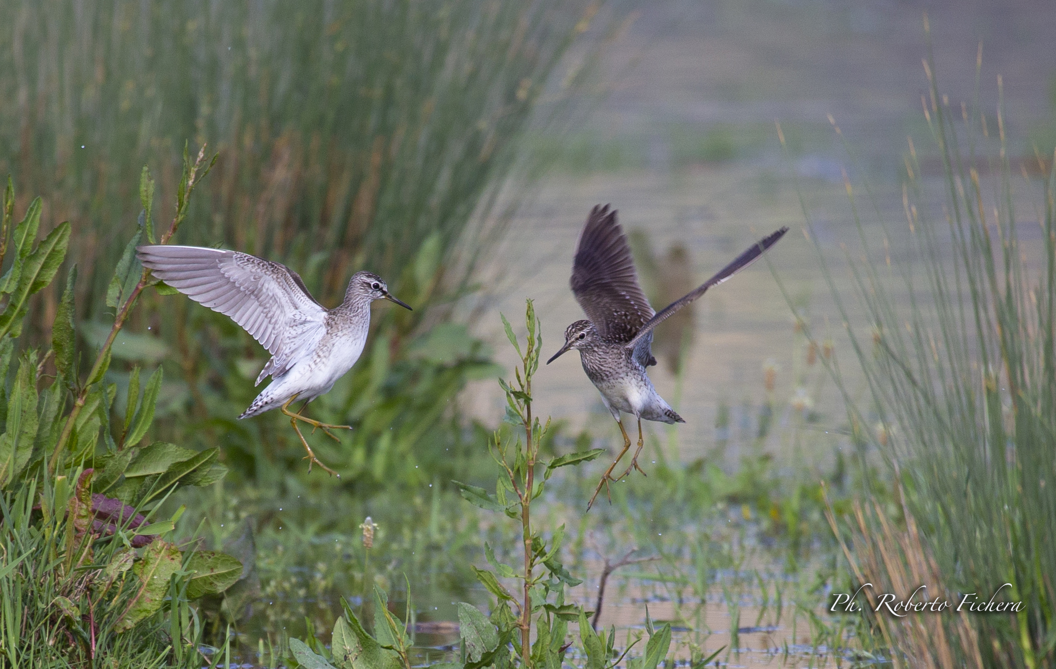 Piro Piro Boschereccio