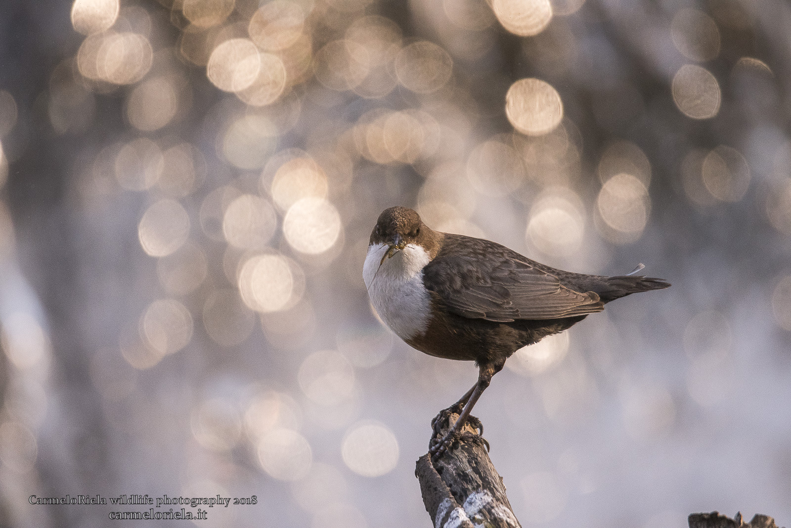 Merlo acquaiolo che guarda verso l'obiettivo.