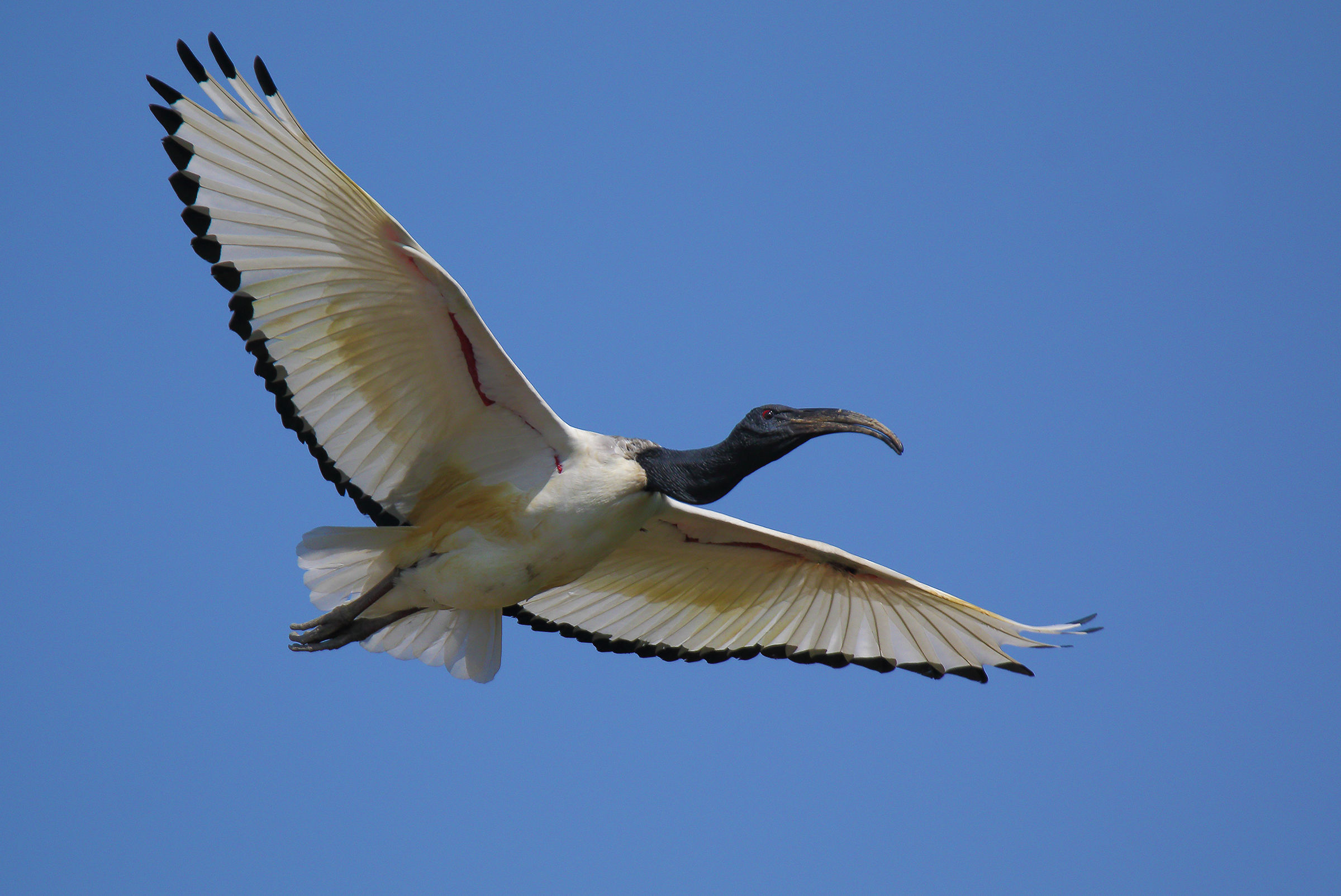 African sacred Ibis
