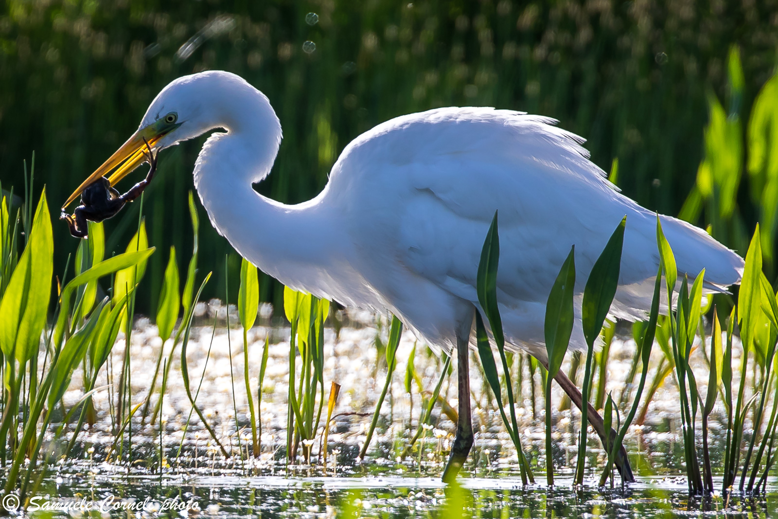 White Heron with his snack