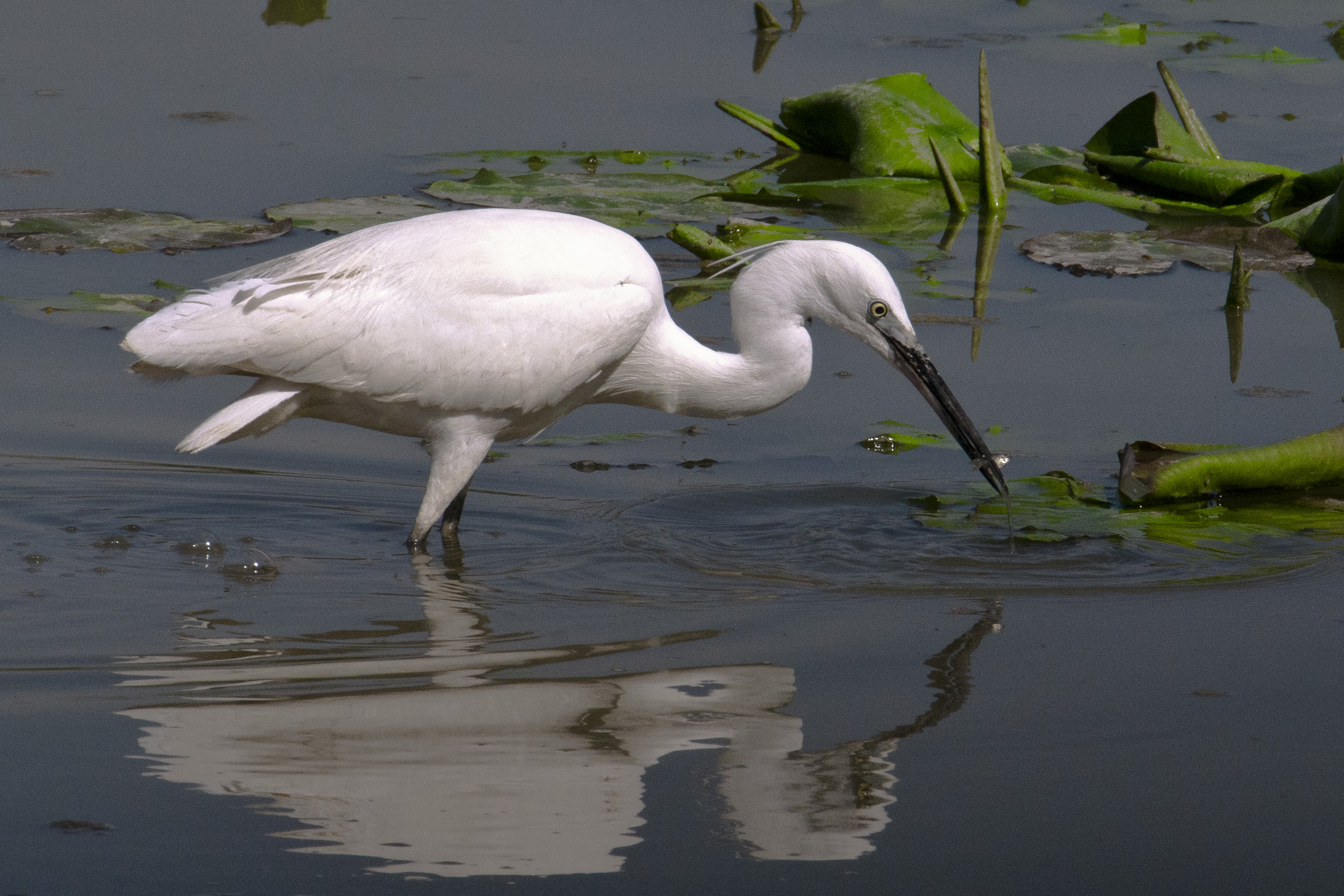 Little egret (Egretta garzetta)