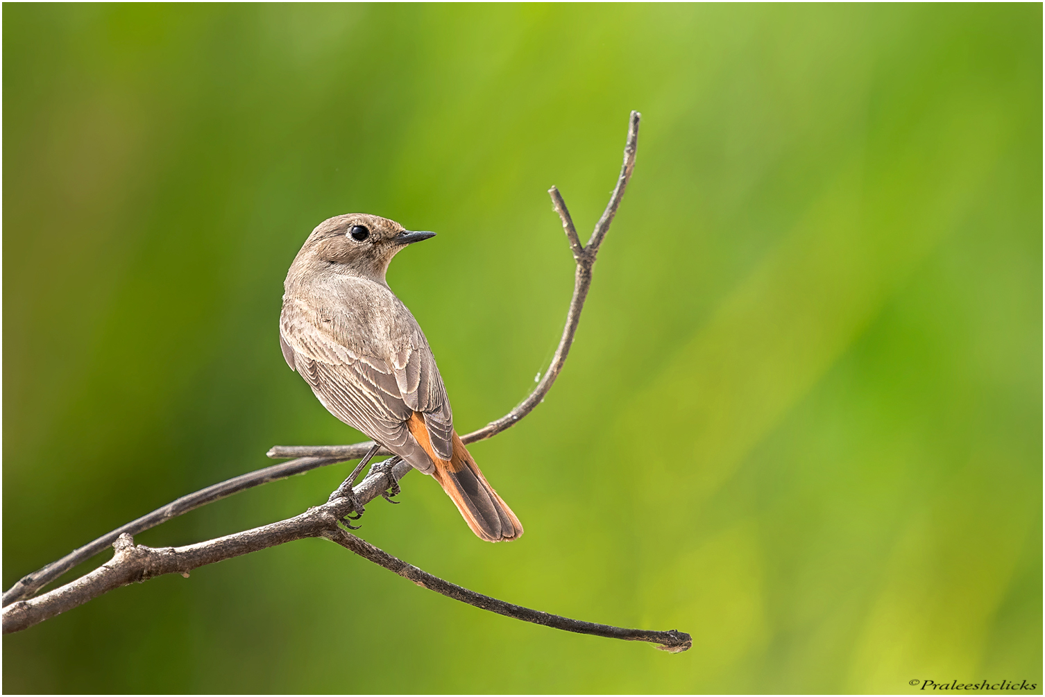 Redstart - female