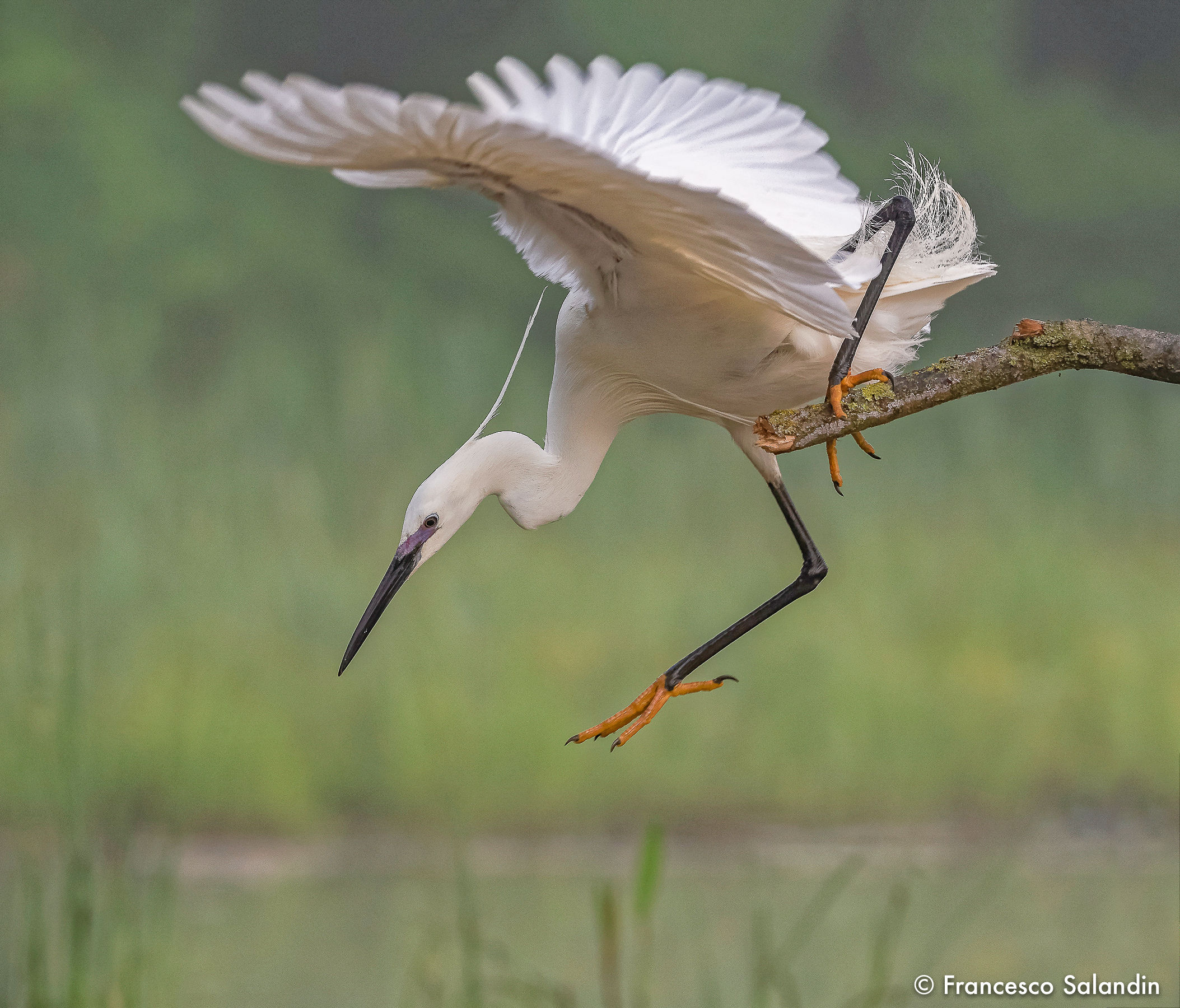 Garzetta (Egretta garzetta)