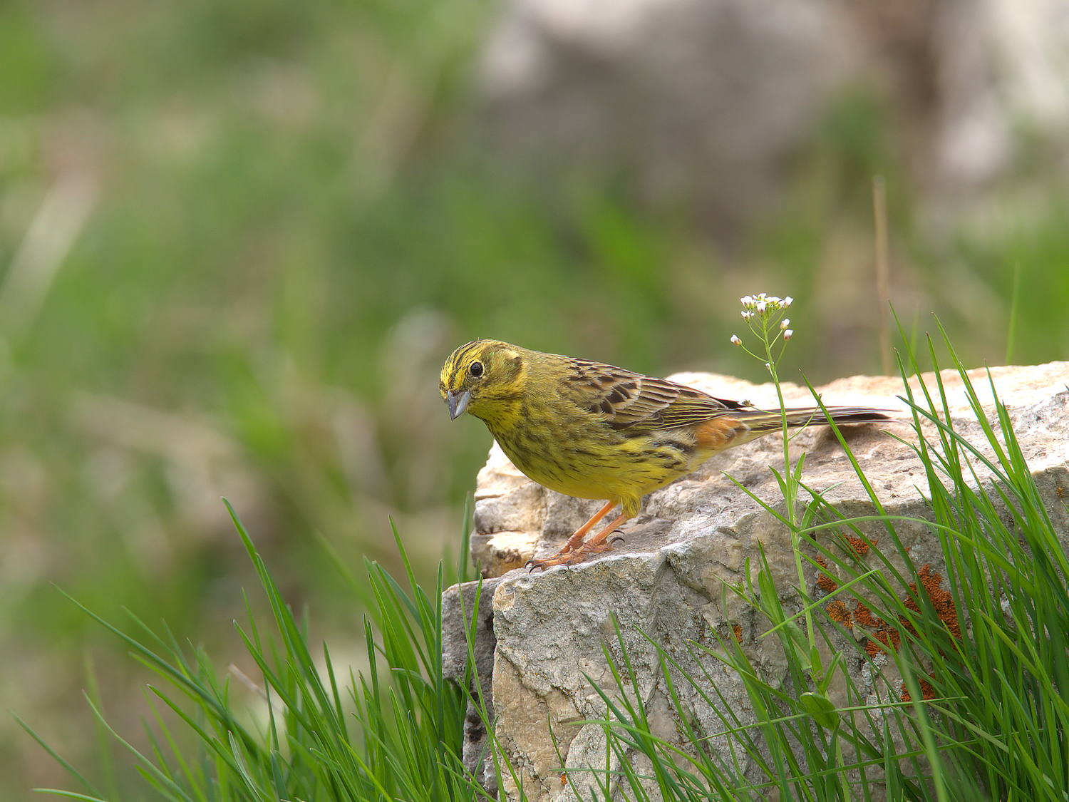 Yellowhammer