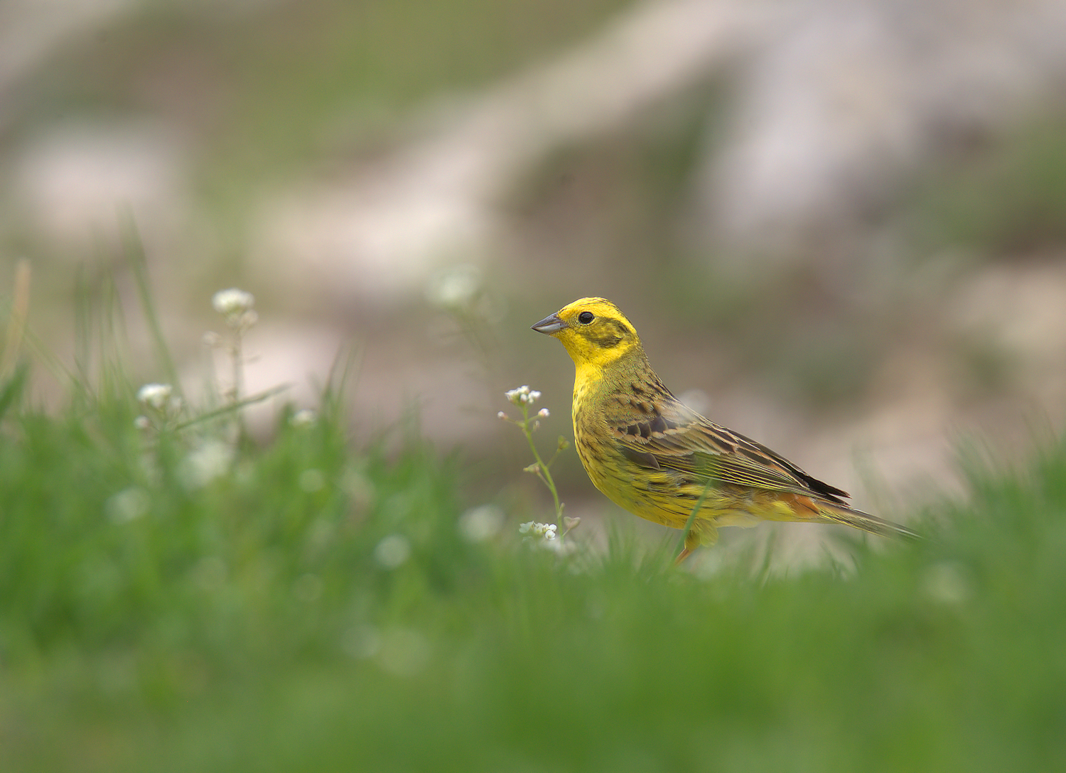 Yellowhammer
