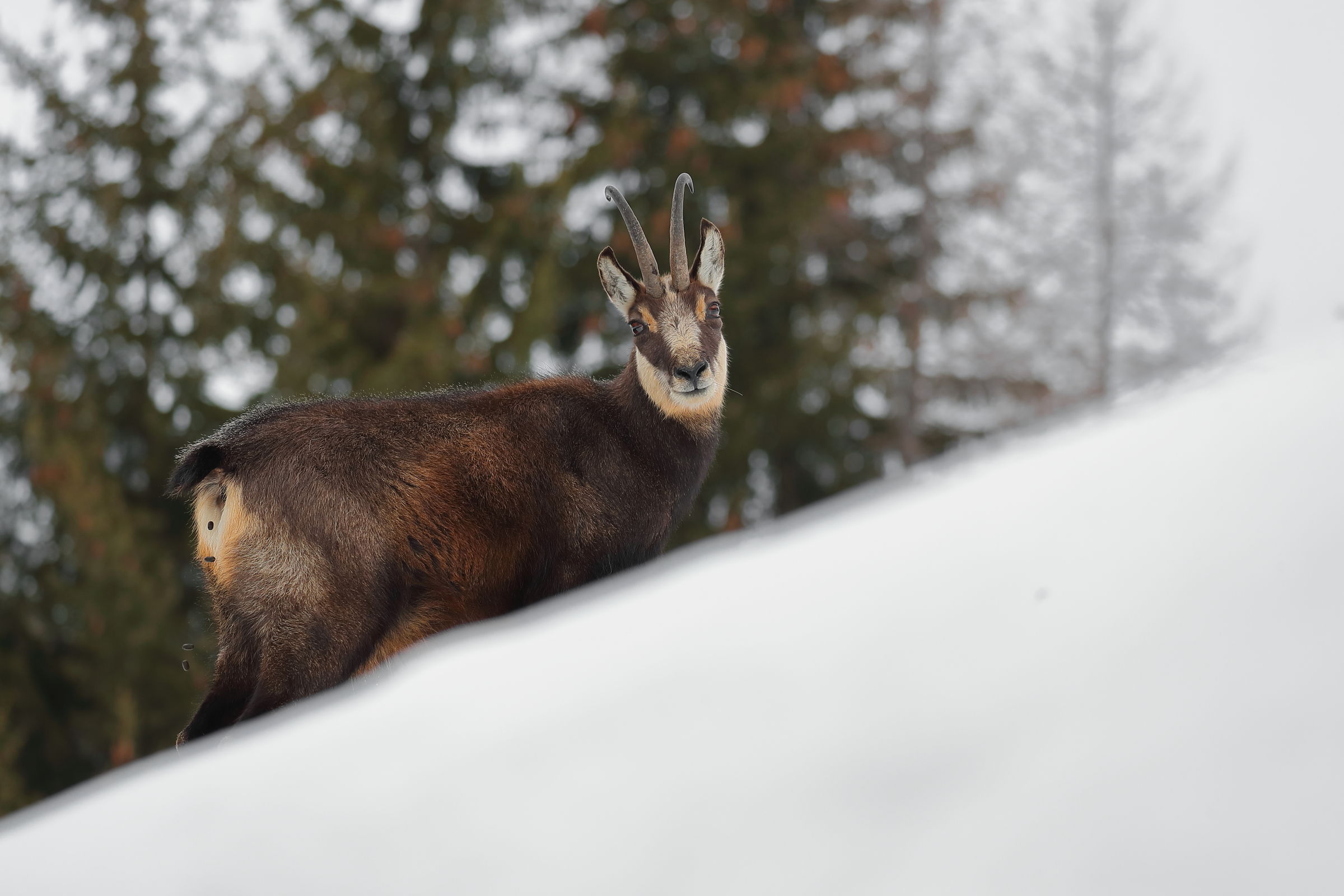 You make me poop in peace?