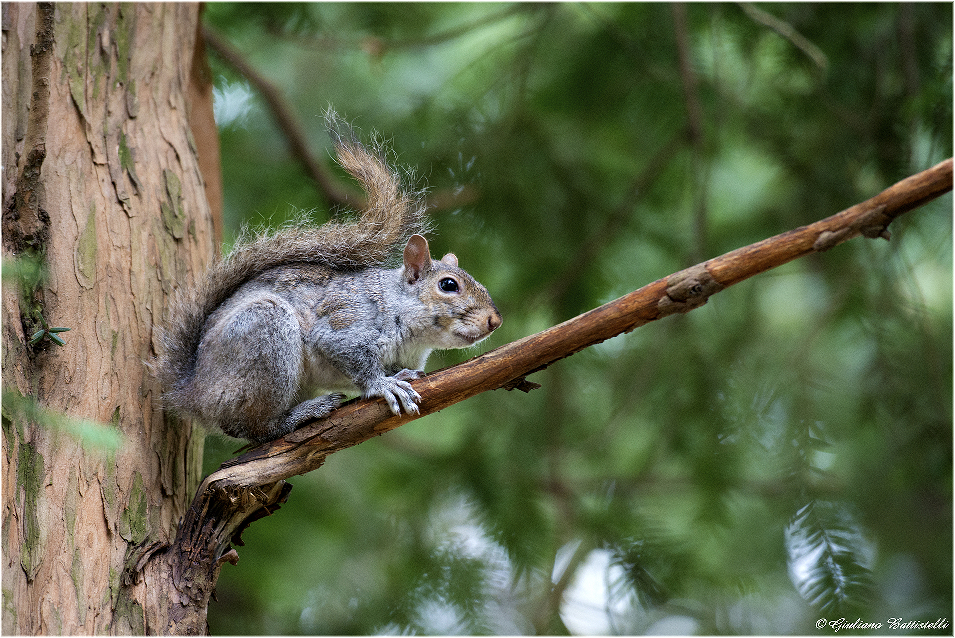 I've been waiting for you here on the branch ...