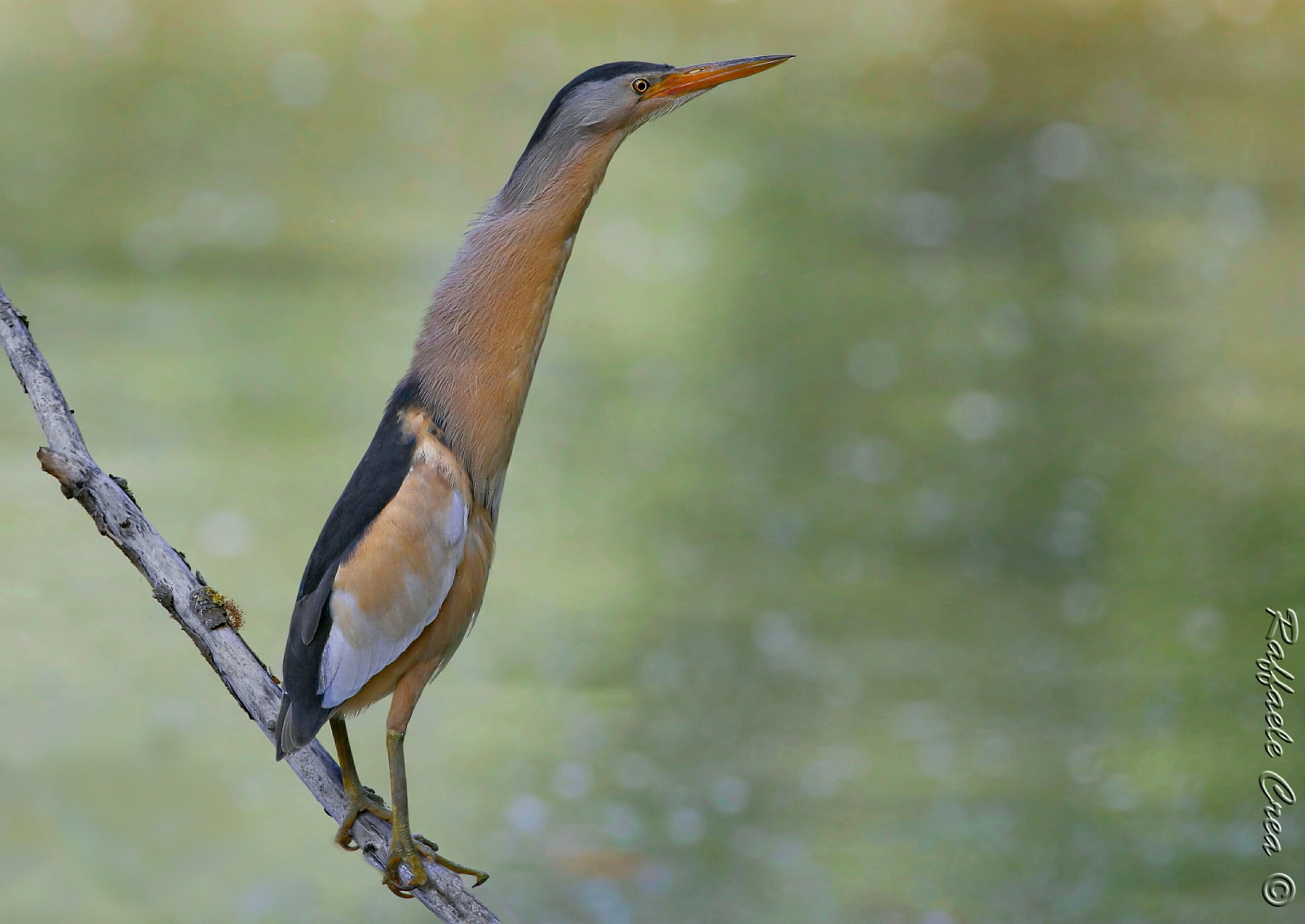 Bittern Male