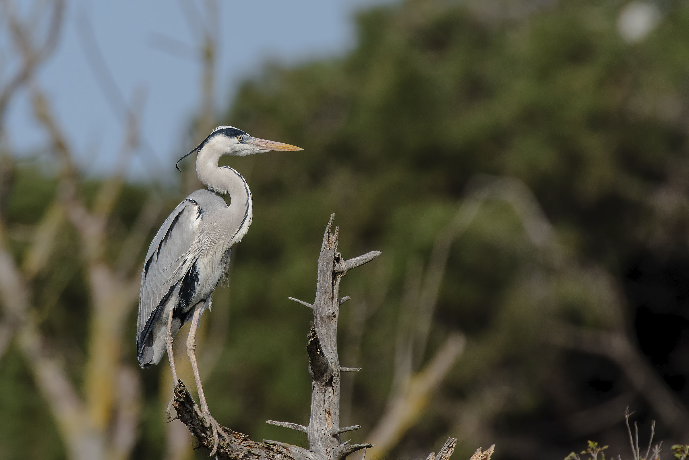 The rest of the Heron