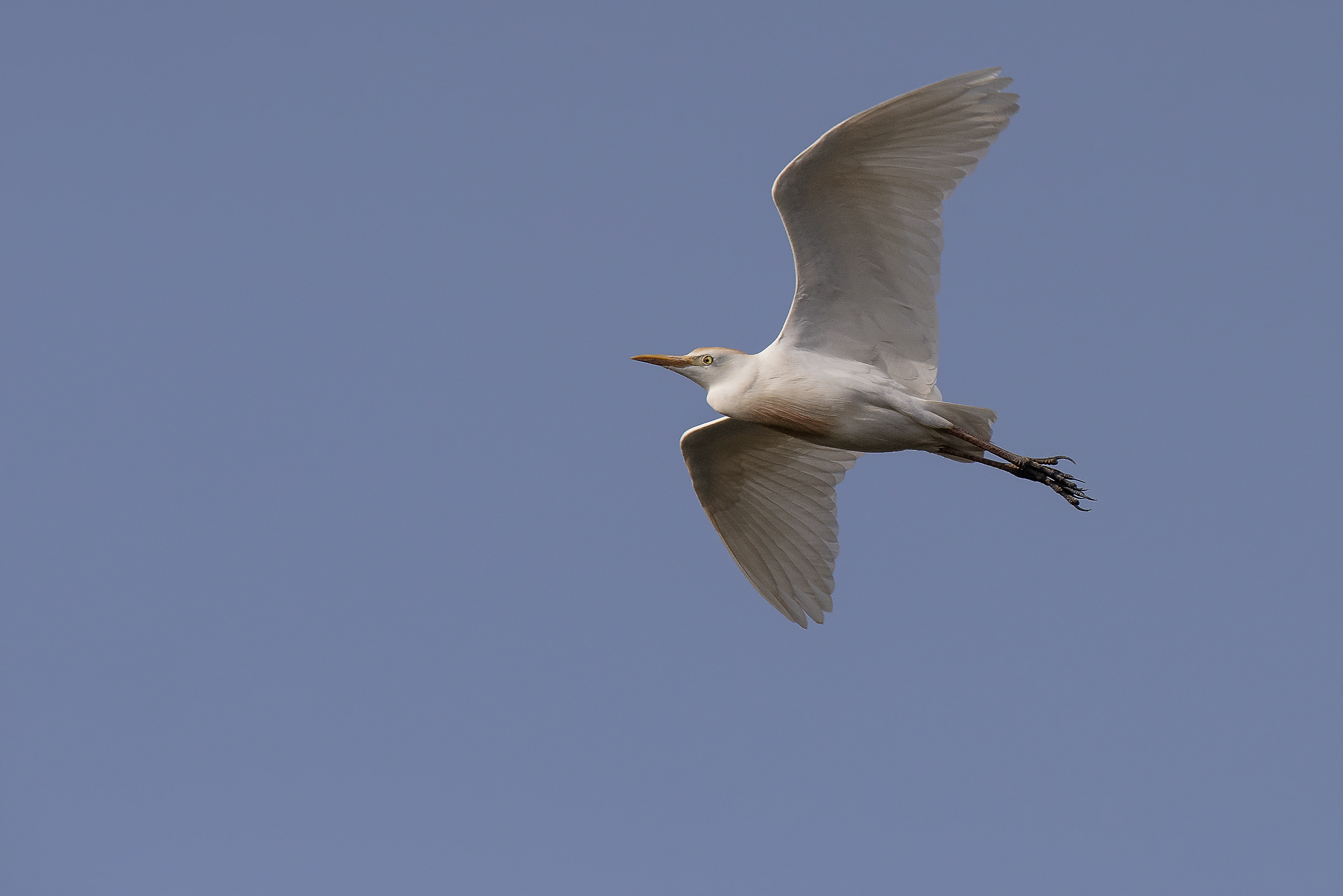 Cattle Egret