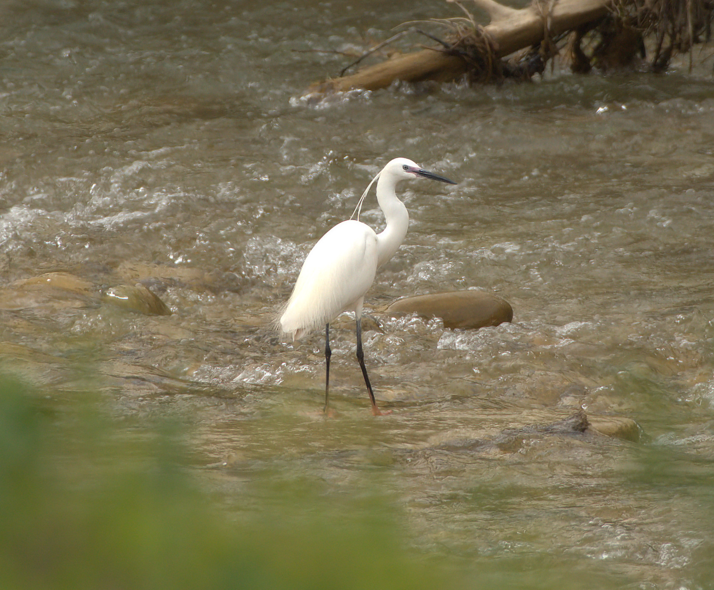 Little egret