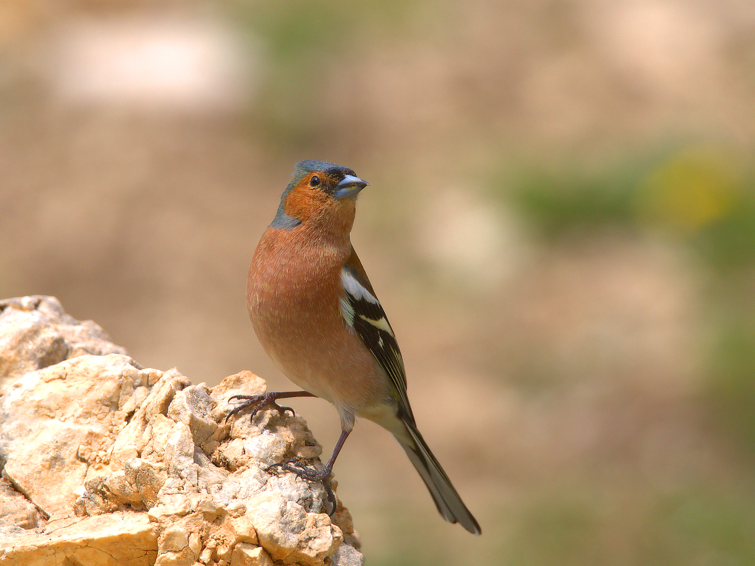Chaffinch