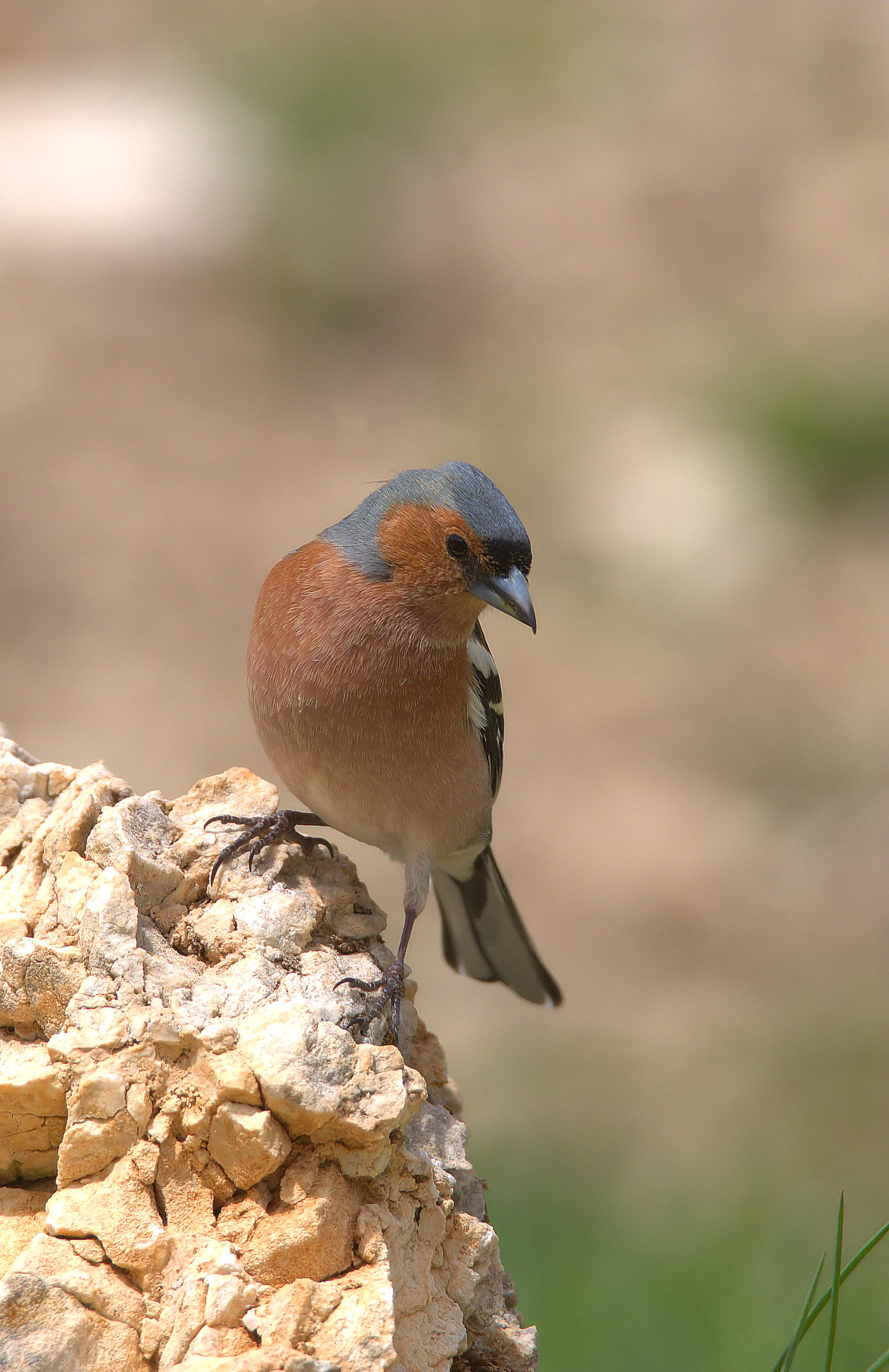 Chaffinch