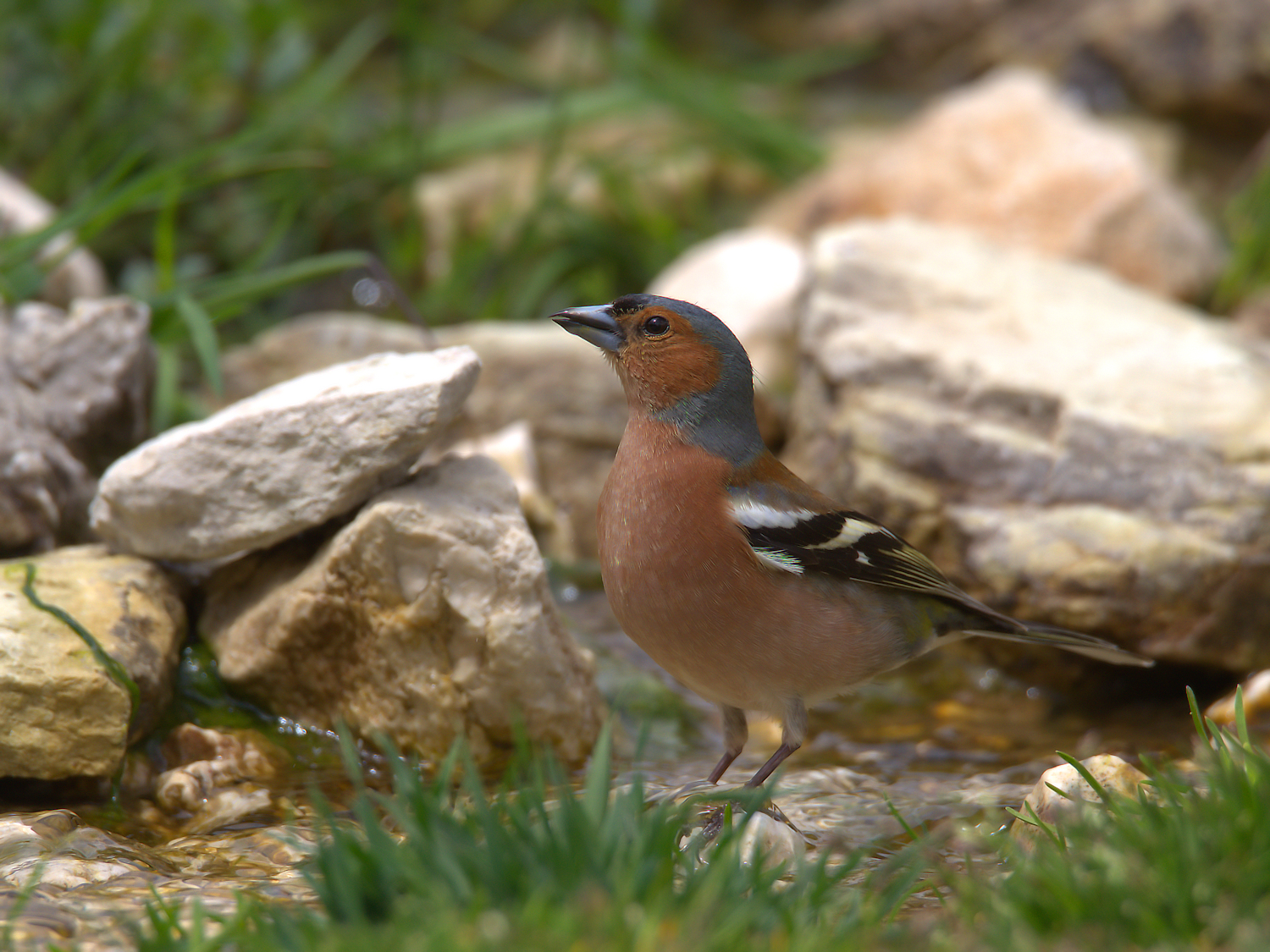 Chaffinch