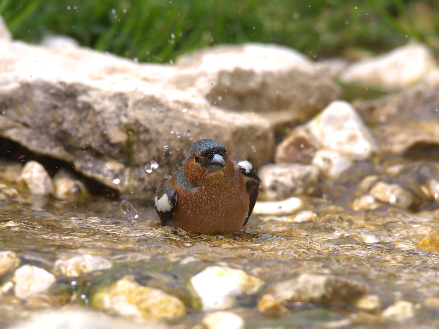Chaffinch