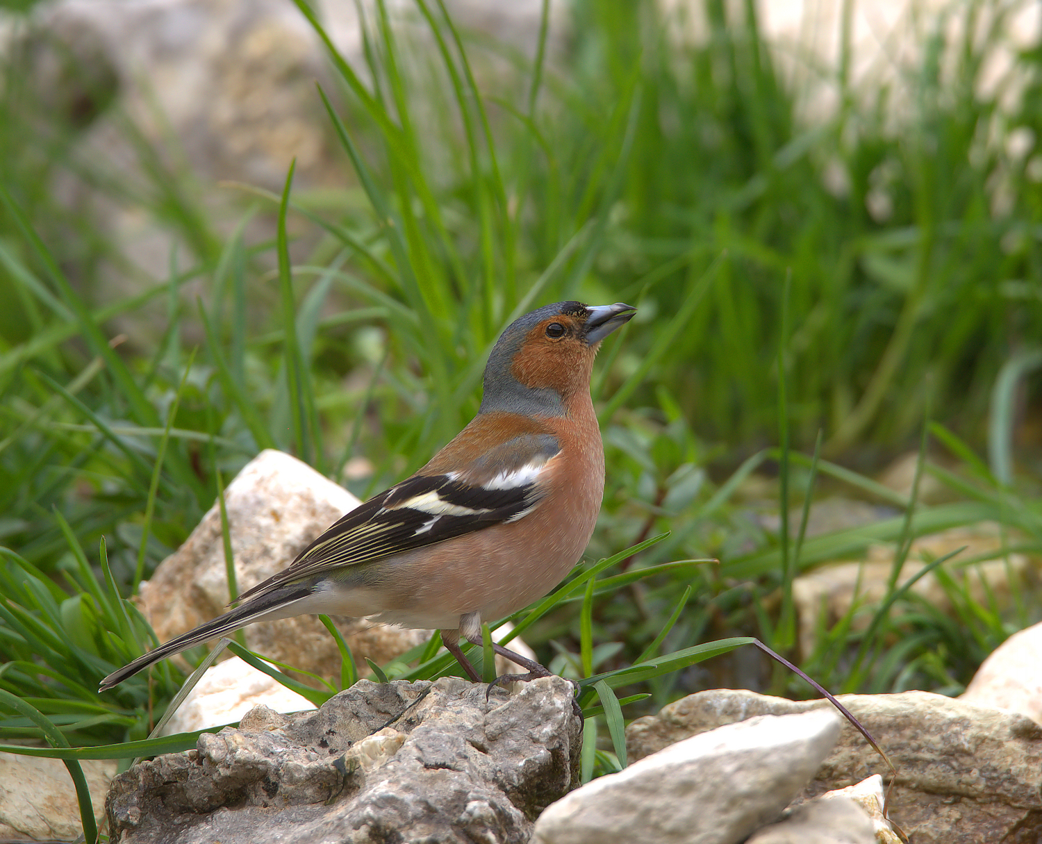Chaffinch