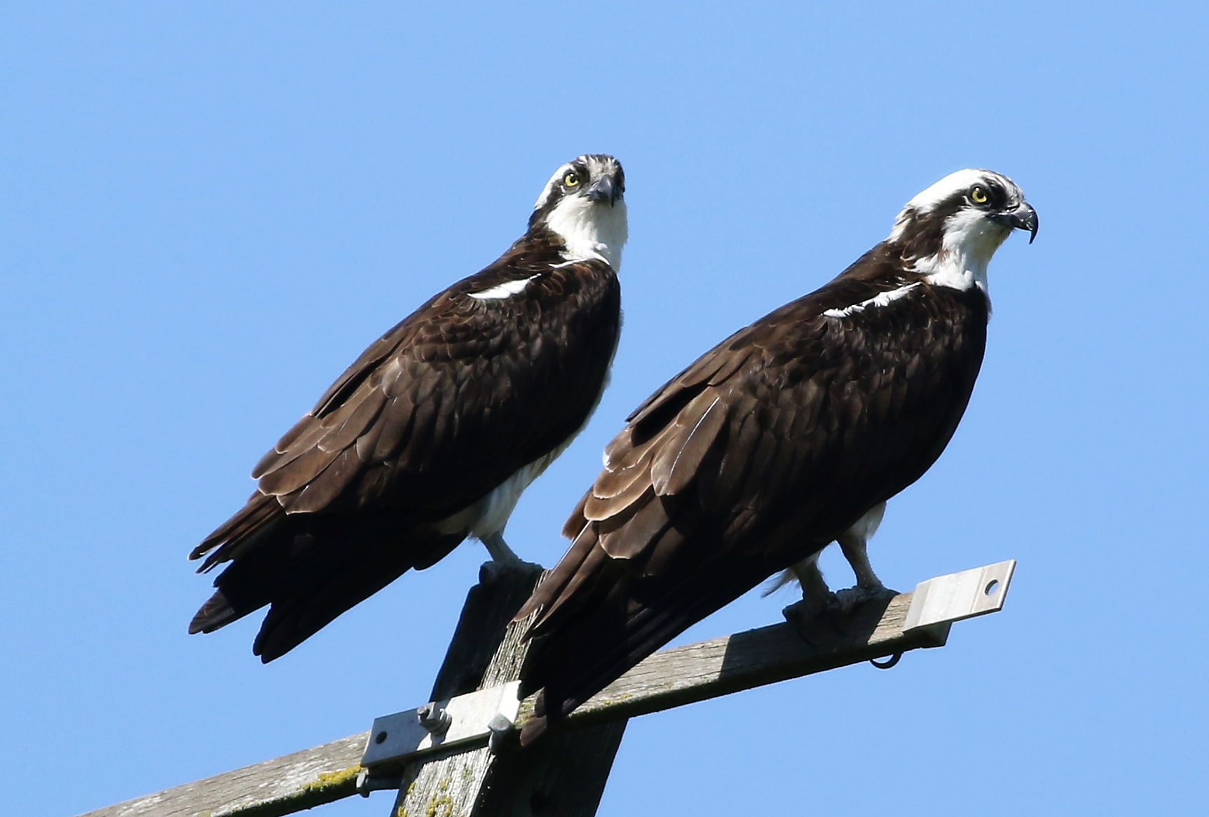 Preparazione al nido