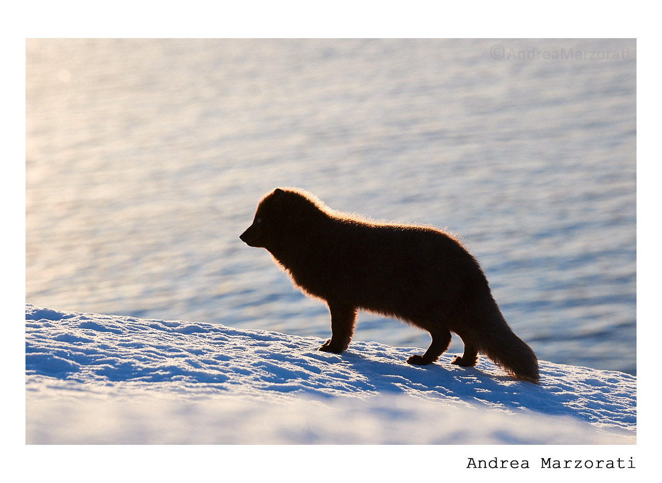 Blue arctic fox