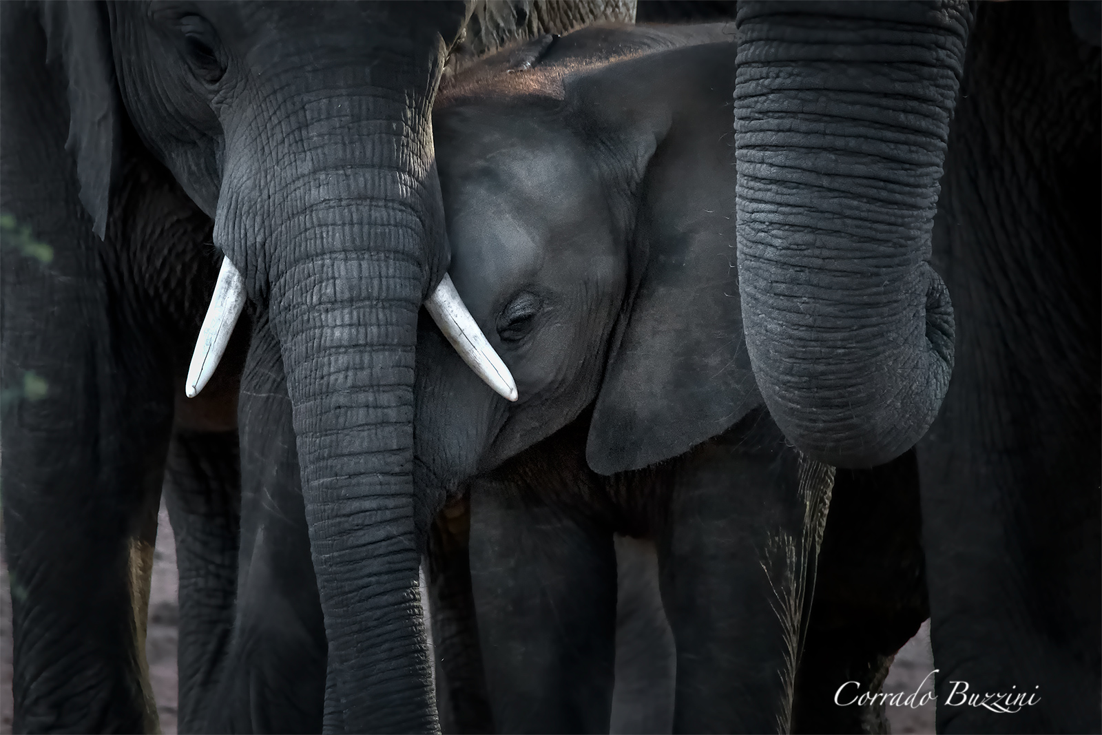 La protezione del branco