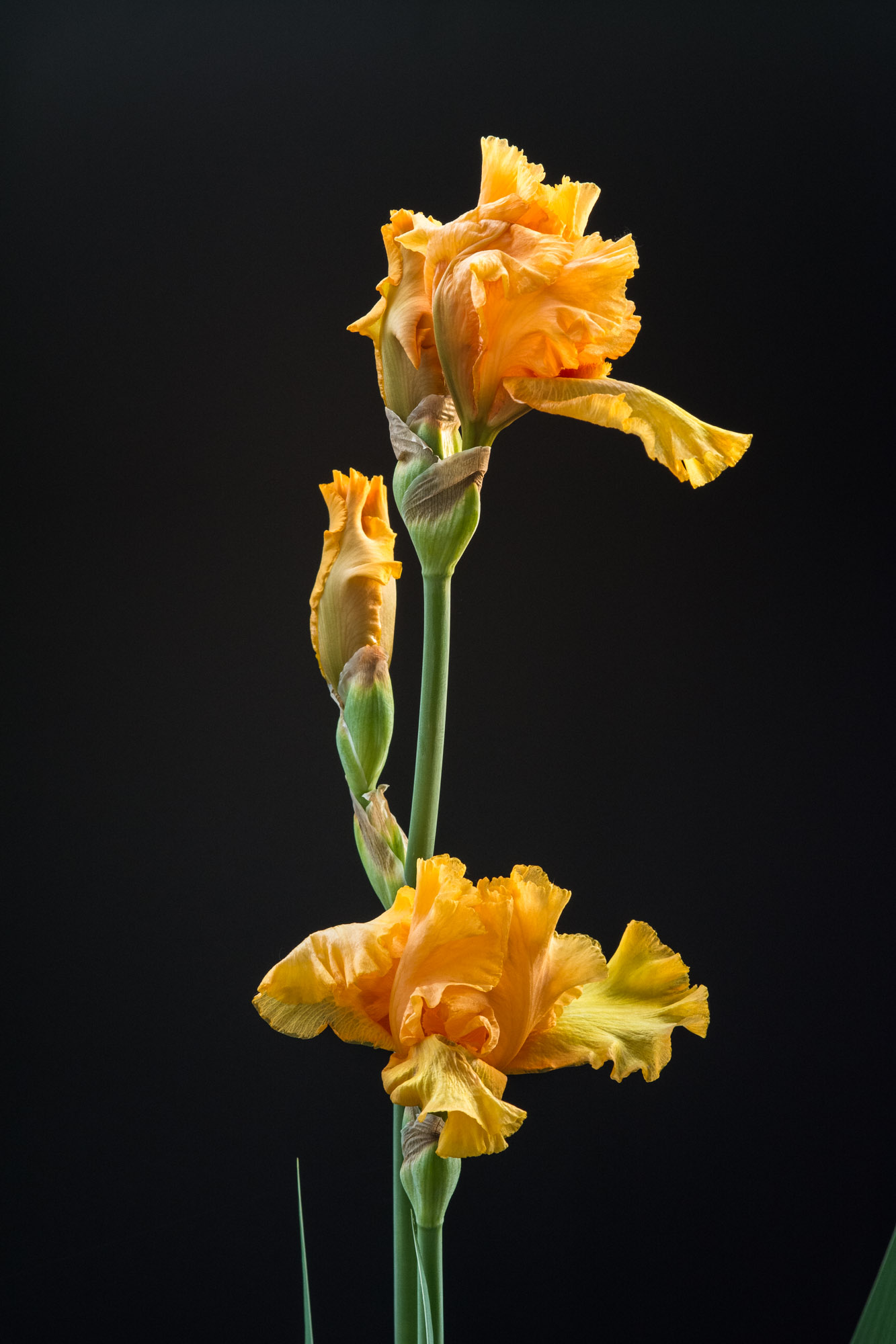 Iris germanica (giglio di Firenze)