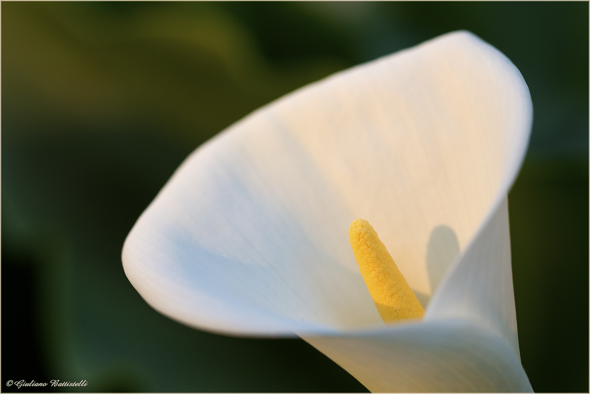 Calla at sunset ...