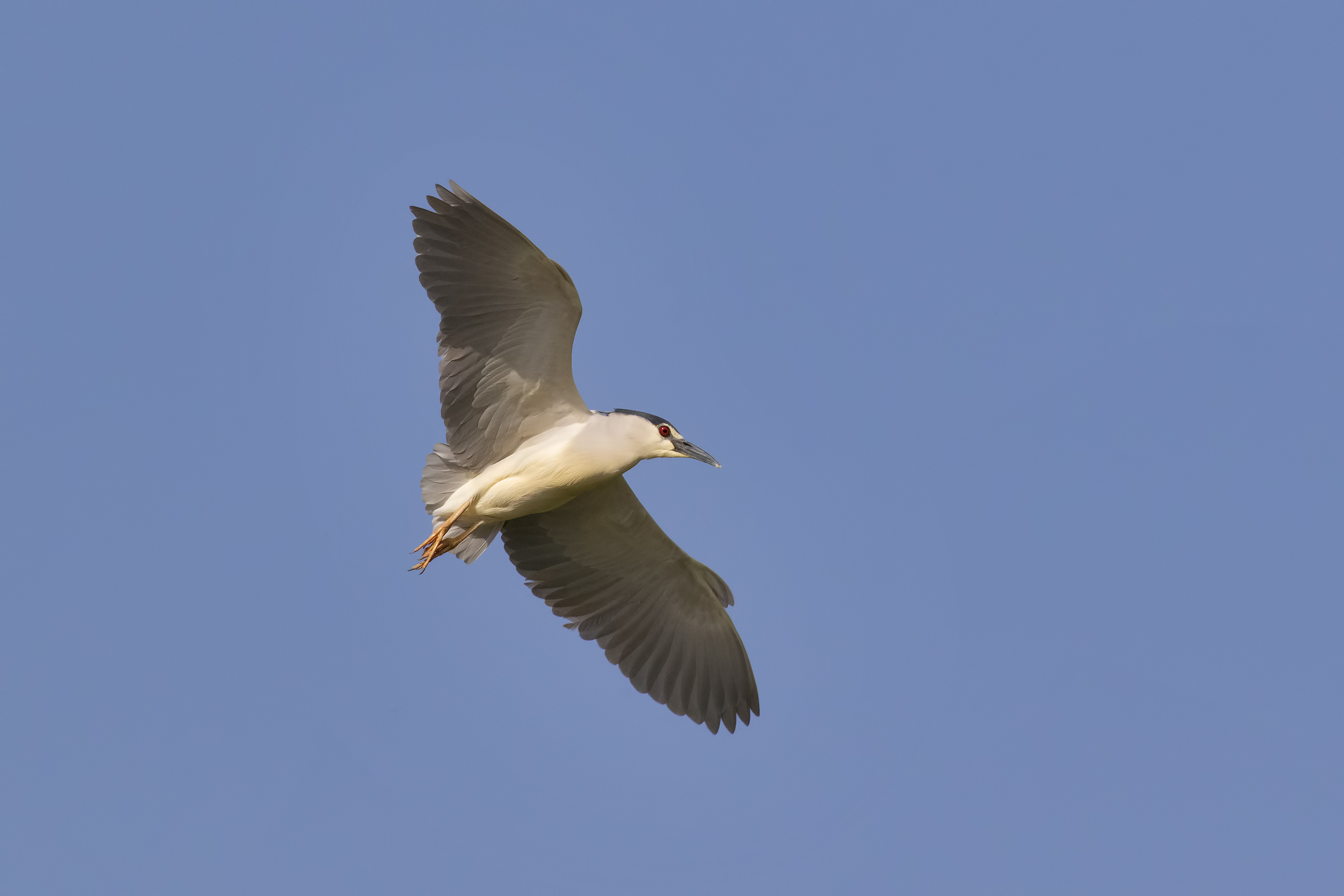 Night heron